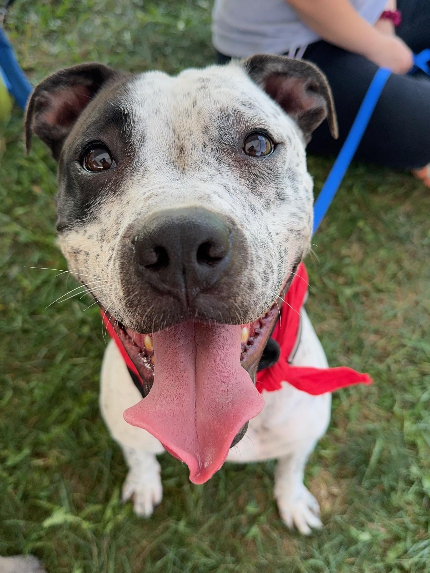 Enlarge Itachi, a Adoptable Mixed Breed in Benton Harbor, MI image 1/5