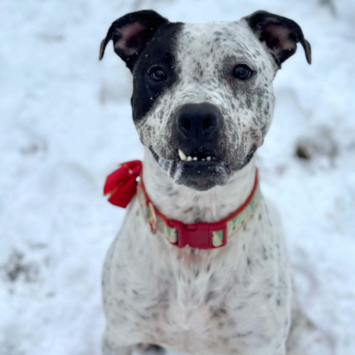 Itachi, Adoptable, Adult Male Mixed Breed.