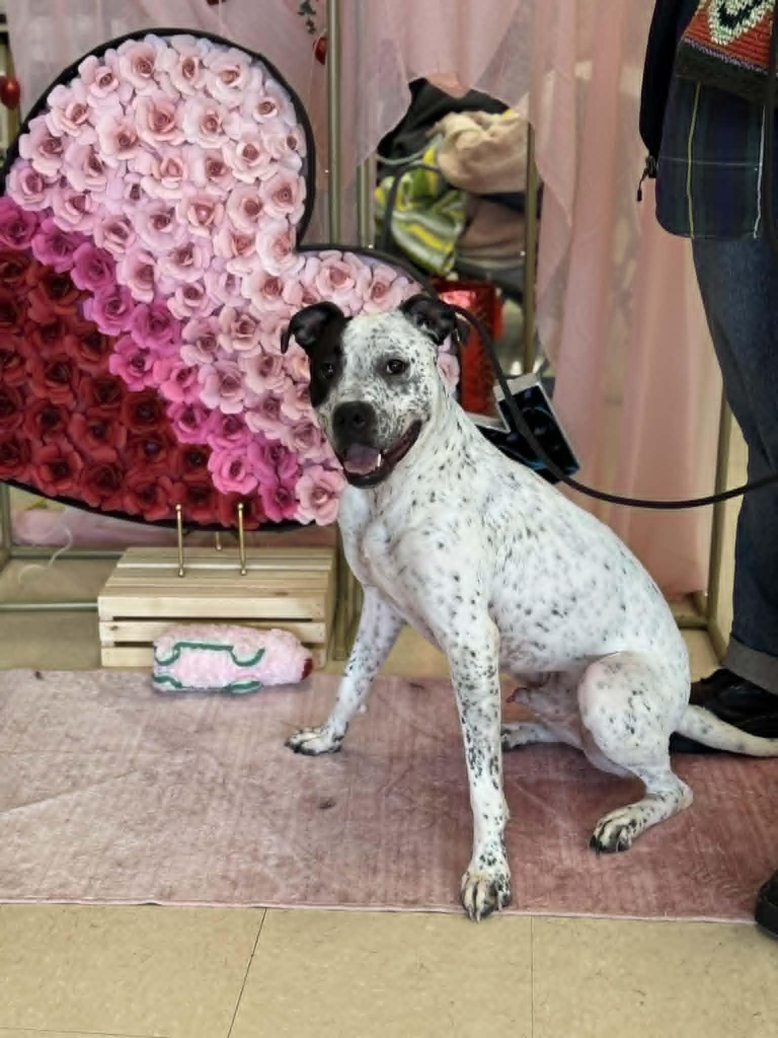 Enlarge Itachi, a Adoptable Mixed Breed in Benton Harbor, MI image 6/6