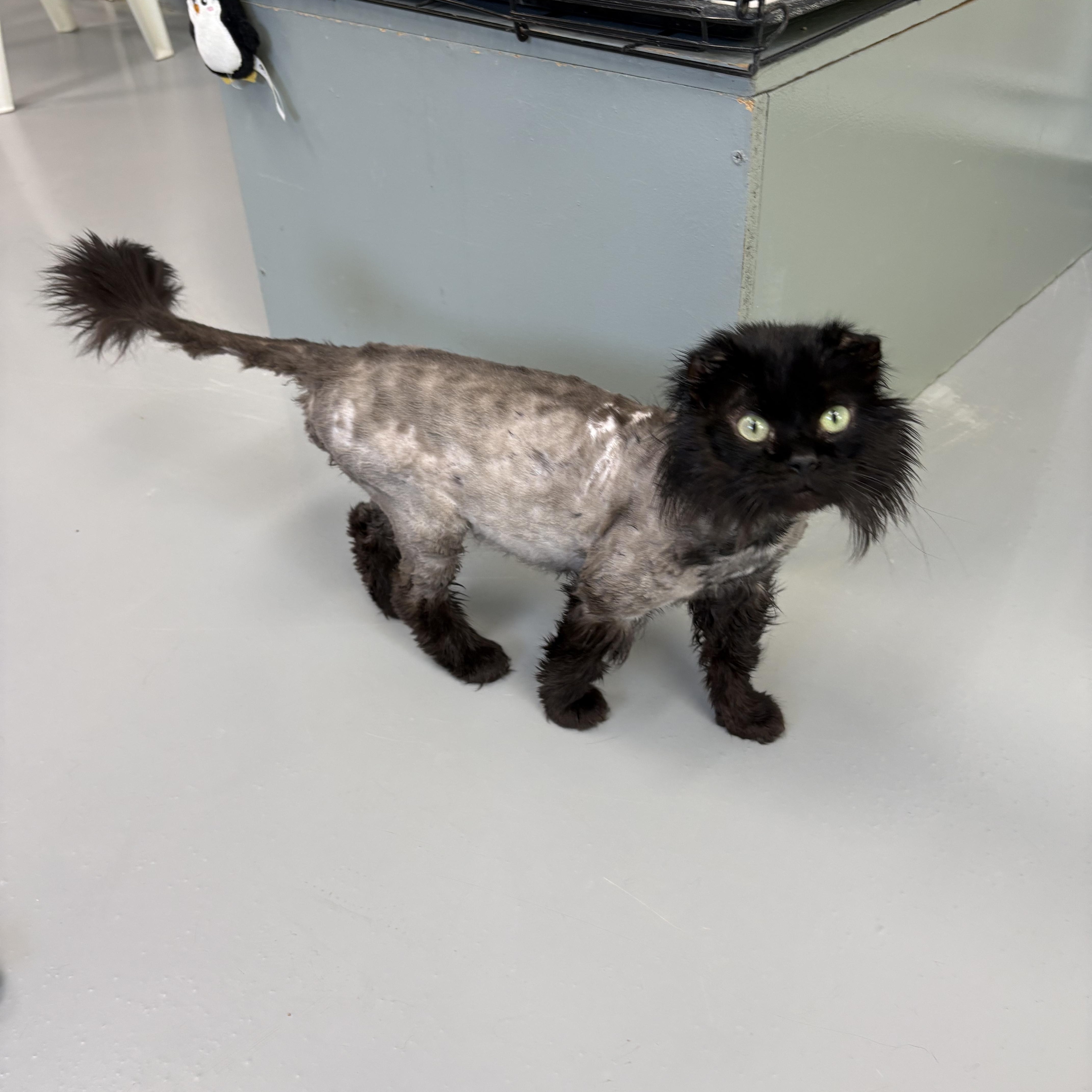 Enlarge Torkel, a ADOPTABLE Domestic Long Hair in Big Rapids, MI image 3/4
