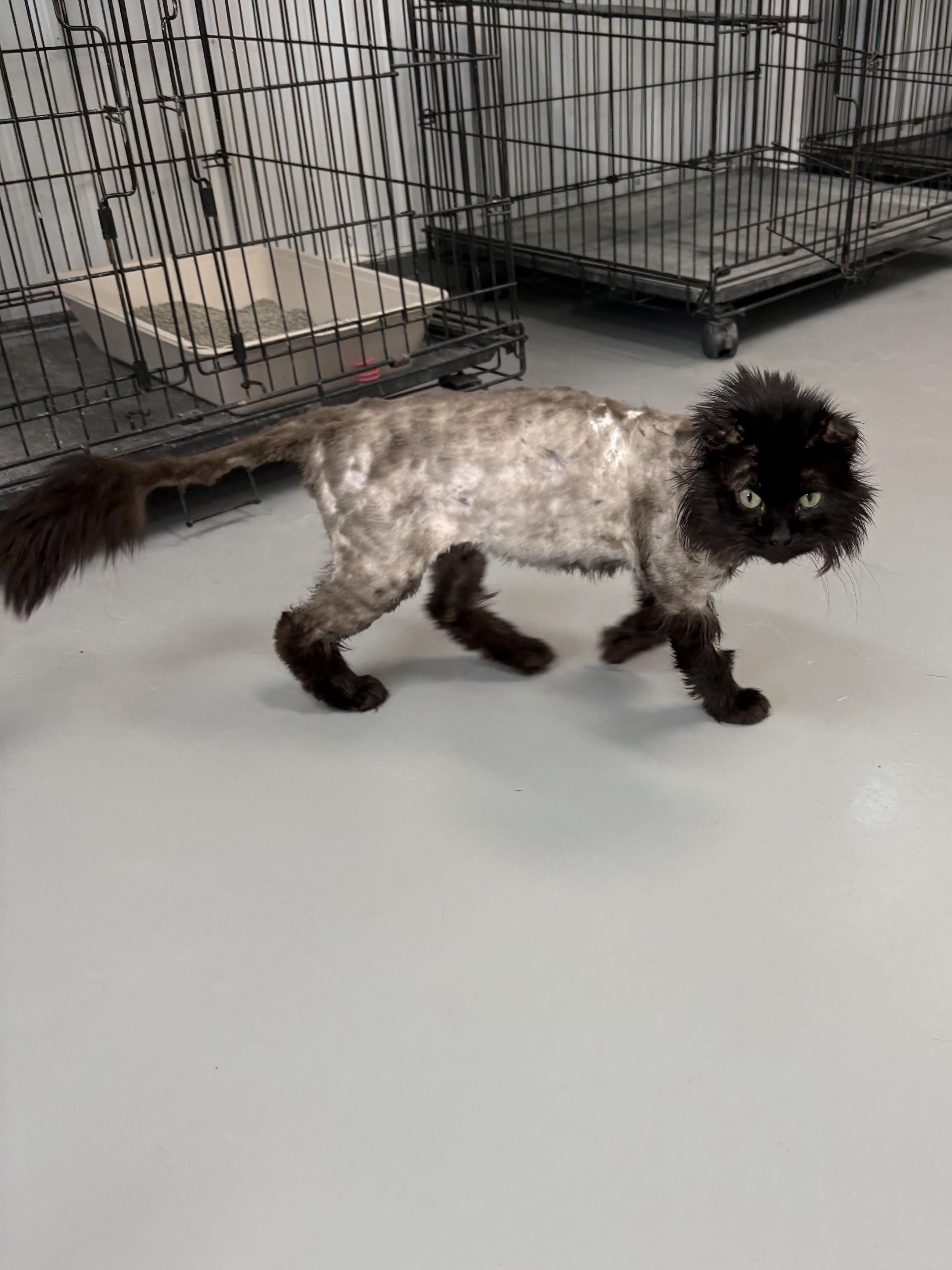 Enlarge Torkel, a ADOPTABLE Domestic Long Hair in Big Rapids, MI image 4/4
