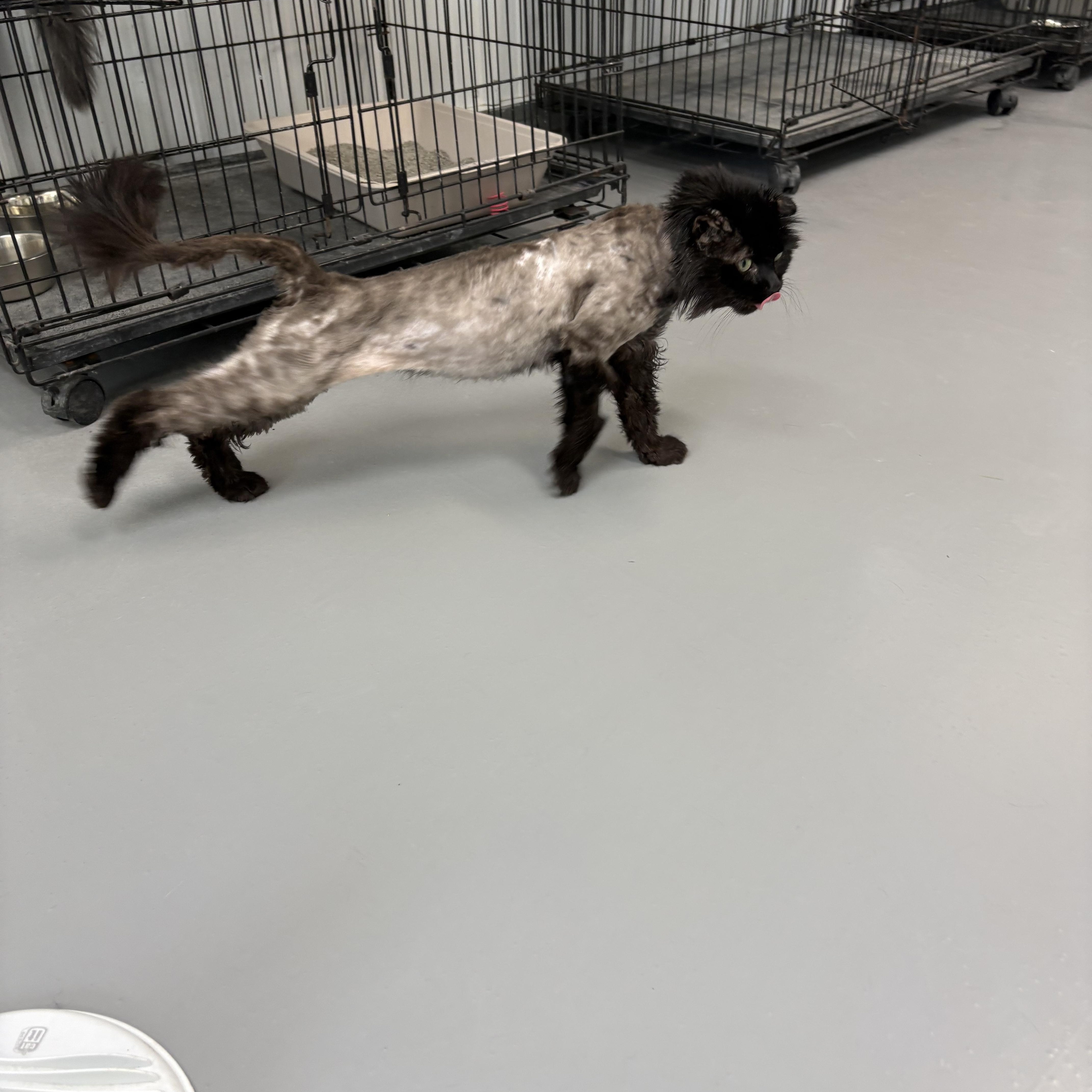 Enlarge Torkel, a ADOPTABLE Domestic Long Hair in Big Rapids, MI image 2/4