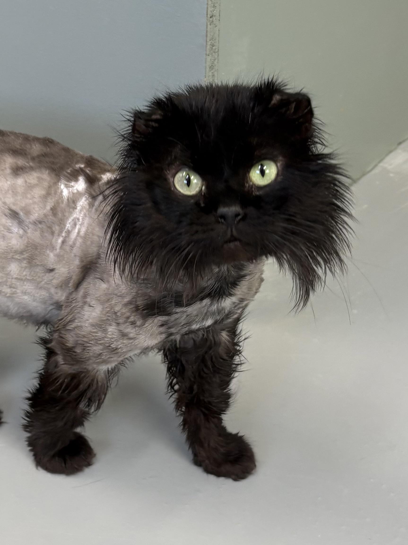 Enlarge Torkel, a ADOPTABLE Domestic Long Hair in Big Rapids, MI image 1/4