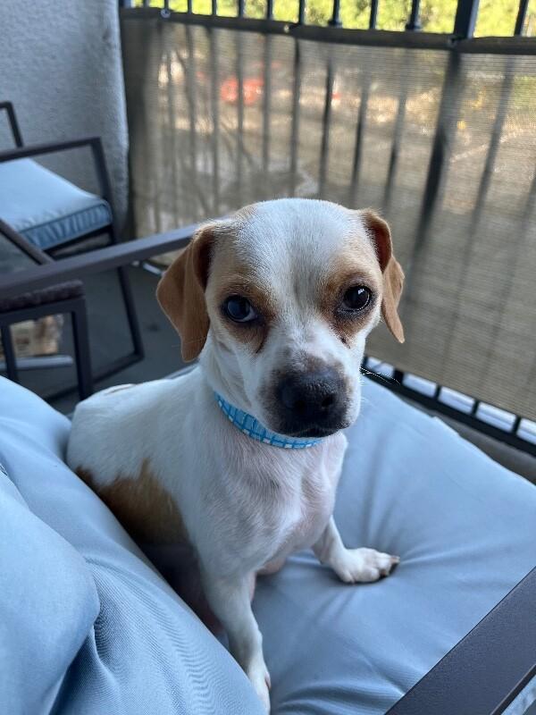 Enlarge Pippi, a Adoptable mixed breed in Valley Village, CA image 1/6