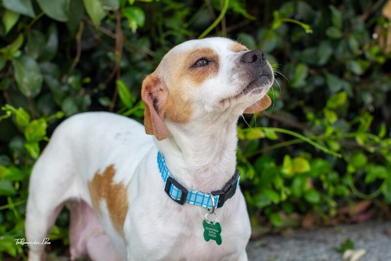 Enlarge Pippi, a Adoptable mixed breed in Valley Village, CA image 2/6
