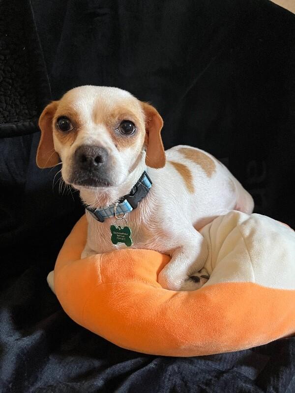 Enlarge Pippi, a Adoptable mixed breed in Valley Village, CA image 3/6