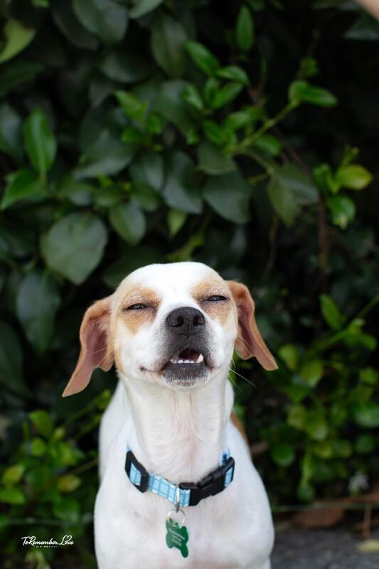 Enlarge Pippi, a Adoptable mixed breed in Valley Village, CA image 4/6