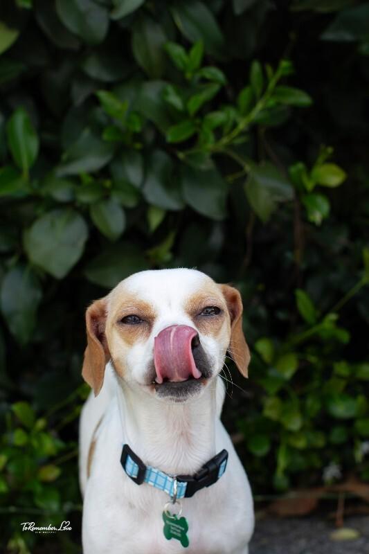 Enlarge Pippi, a Adoptable mixed breed in Valley Village, CA image 5/6