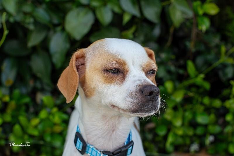 Enlarge Pippi, a Adoptable mixed breed in Valley Village, CA image 6/6