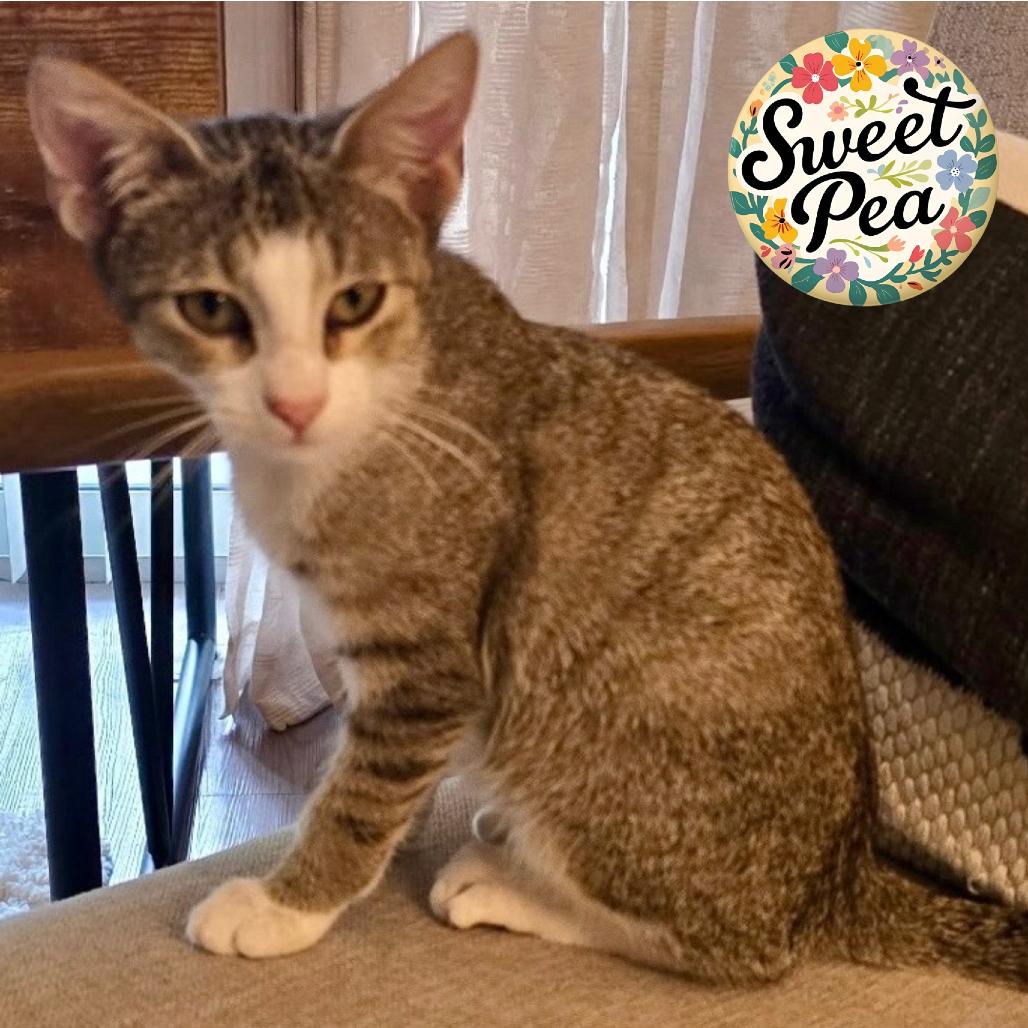 Teddy, Adoptable, Kitten Male Domestic Short Hair.