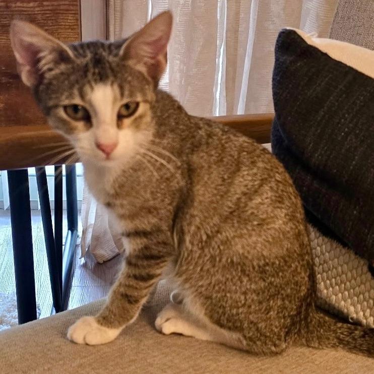 Enlarge Teddy, a Adoptable Domestic Short Hair in Jupiter, FL image 2/2