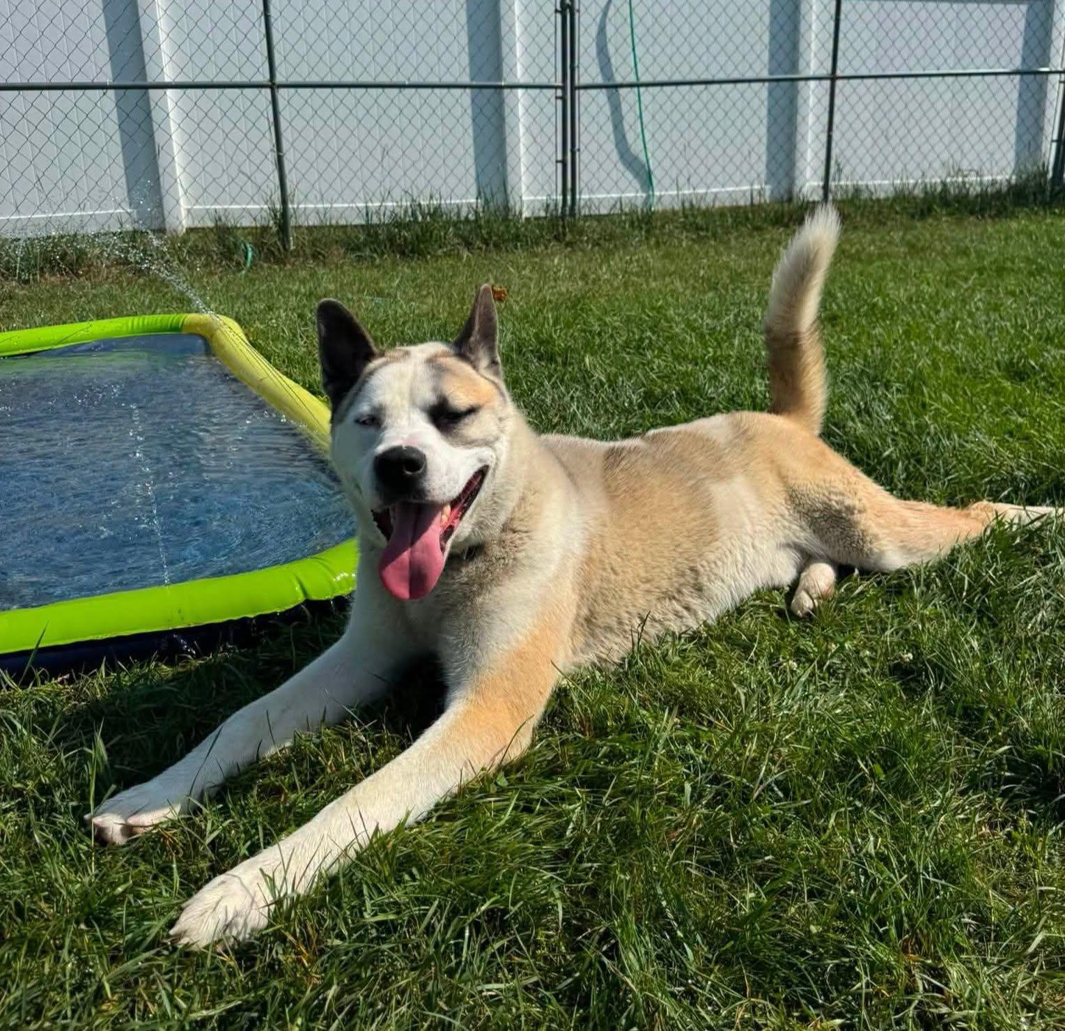 Dusty, ADOPTABLE, Adult Male Akita & Siberian Husky.
