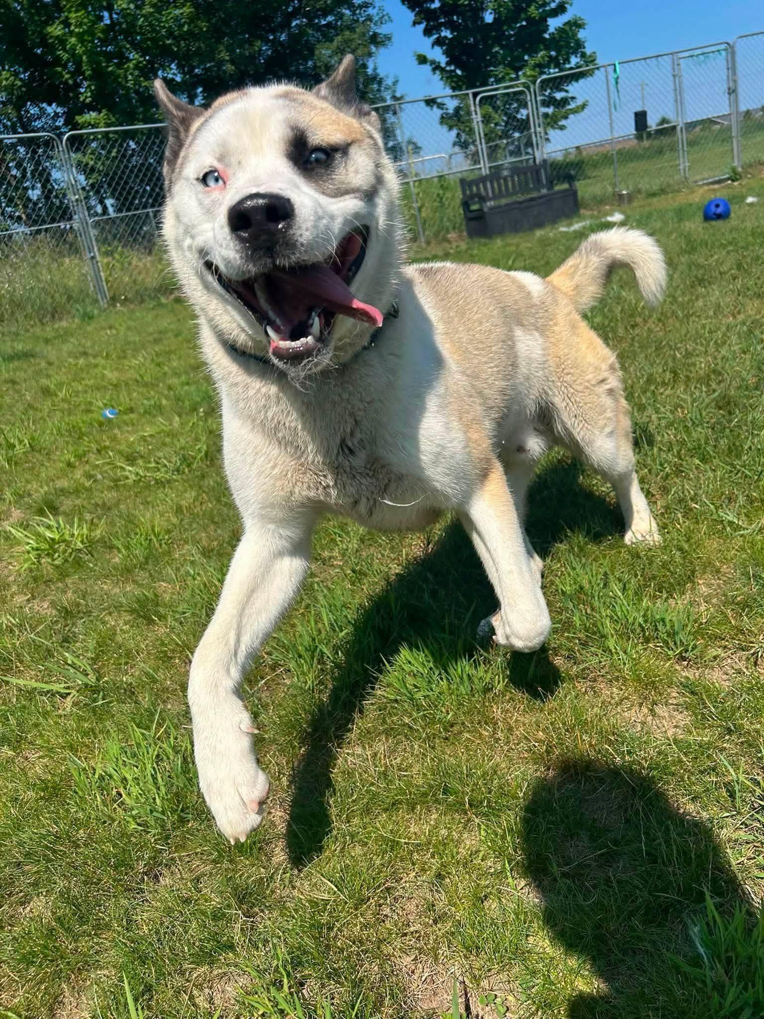 Dusty, a ADOPTABLE mixed breed in Shelby, MI image 3/3