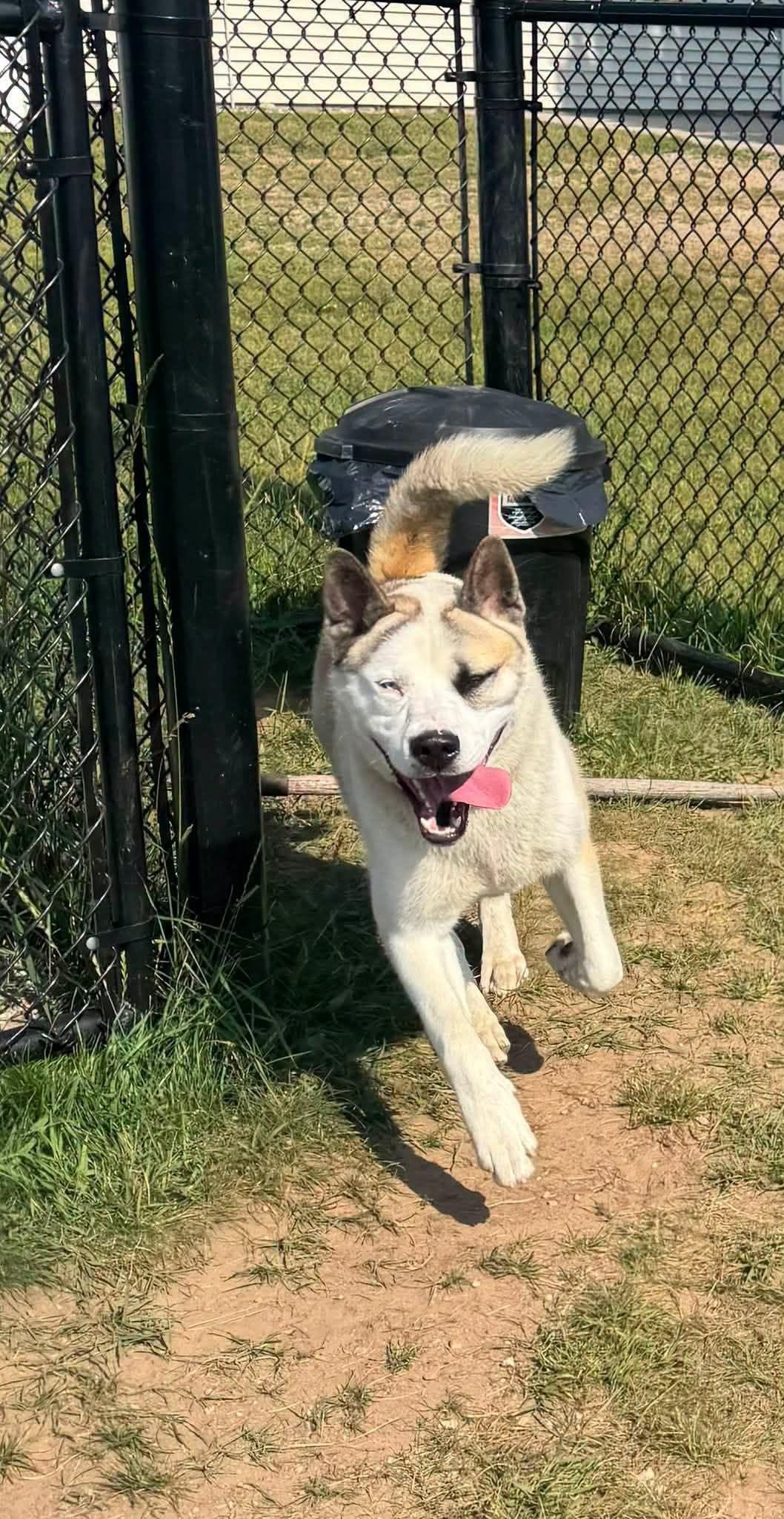 Dusty, a ADOPTABLE mixed breed in Shelby, MI image 2/3