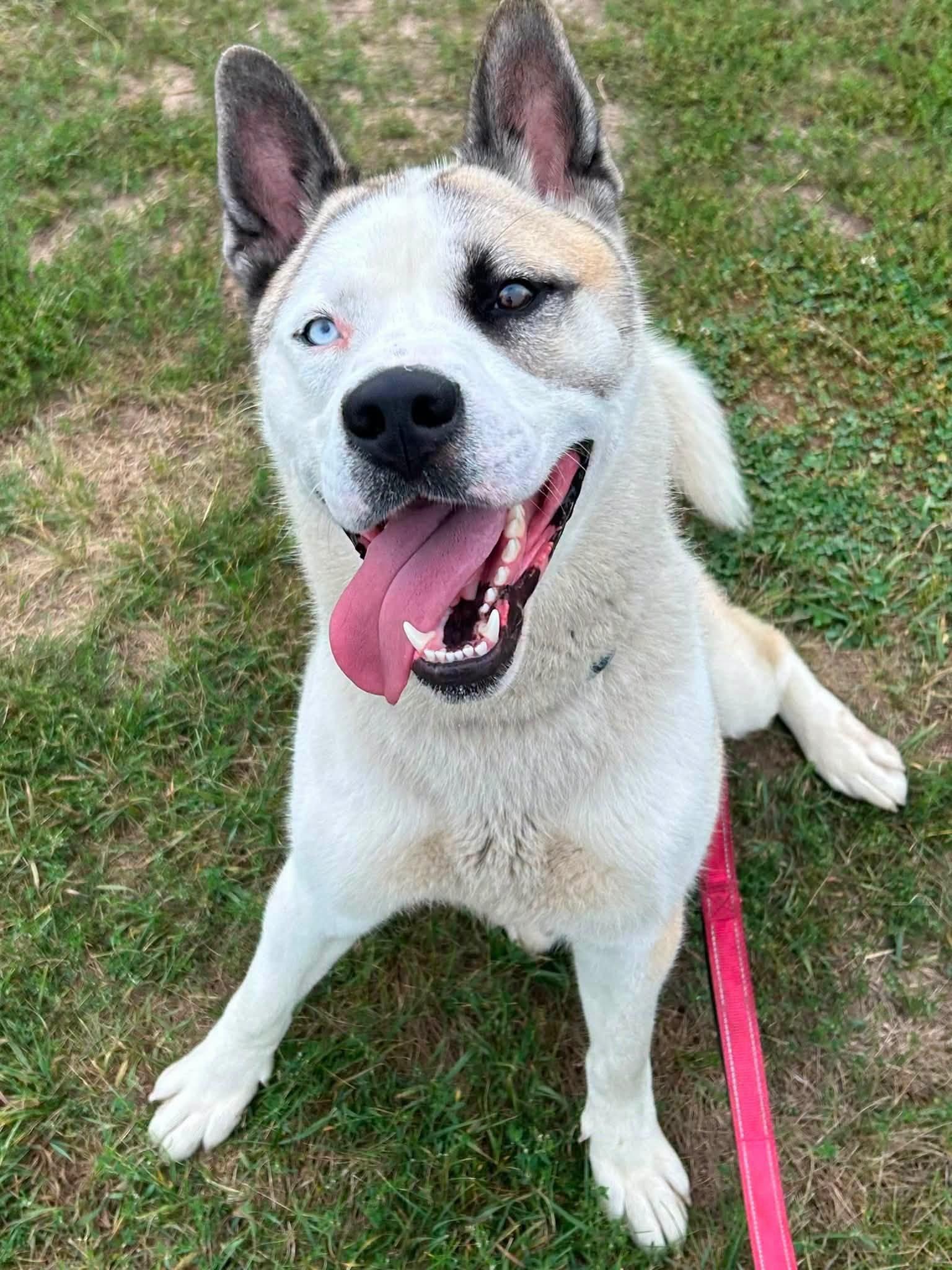 Dusty, ADOPTABLE, Adult Male Akita & Siberian Husky.