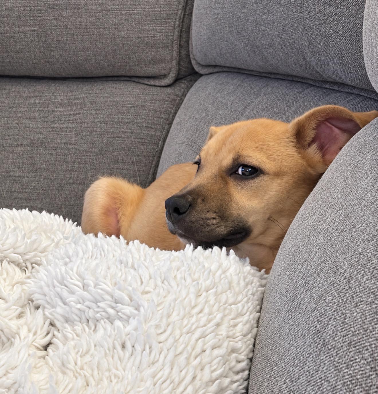Luther, Adoptable, Puppy Male Terrier.