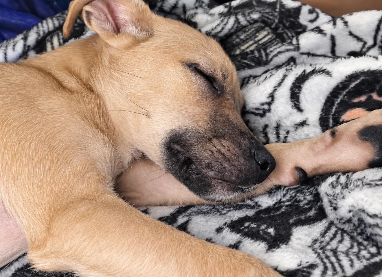 Enlarge Luther, a Adoptable mixed breed in Bellmore , NY image 5/5