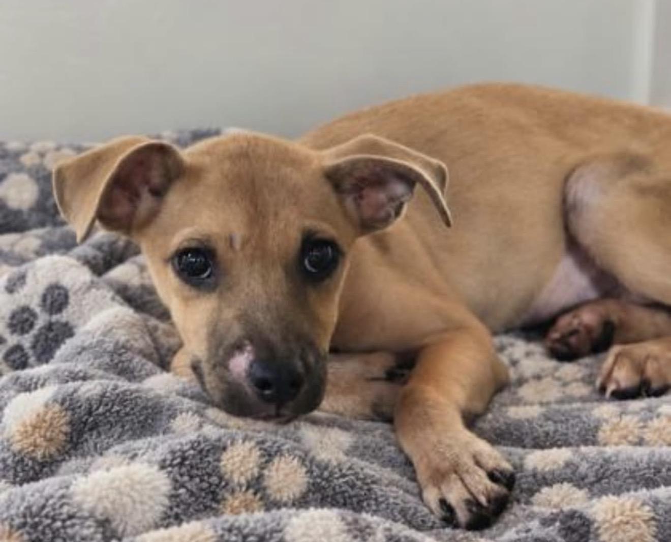 Enlarge Luther, a Adoptable mixed breed in Bellmore , NY image 4/5