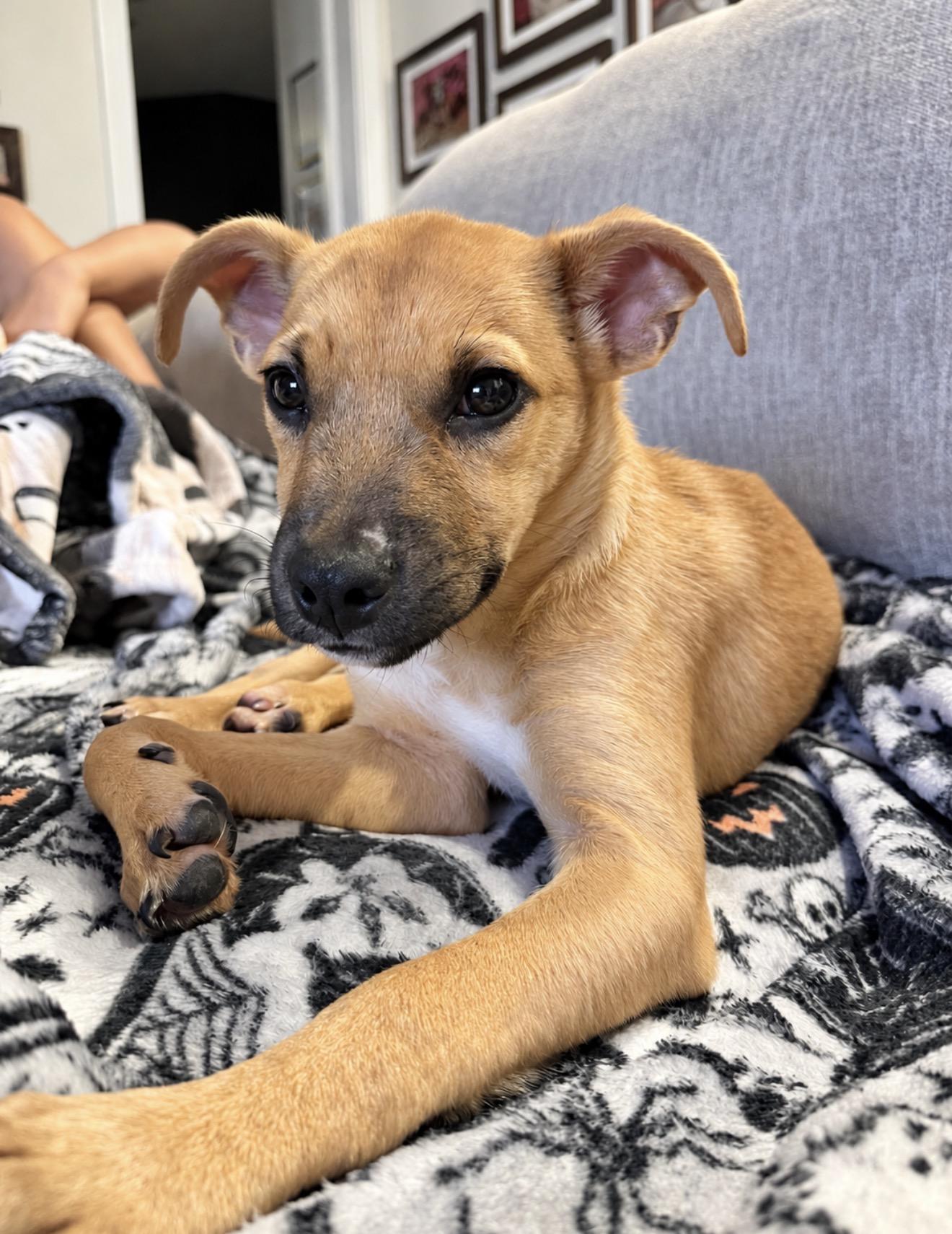 Enlarge Luther, a Adoptable mixed breed in Bellmore , NY image 3/5