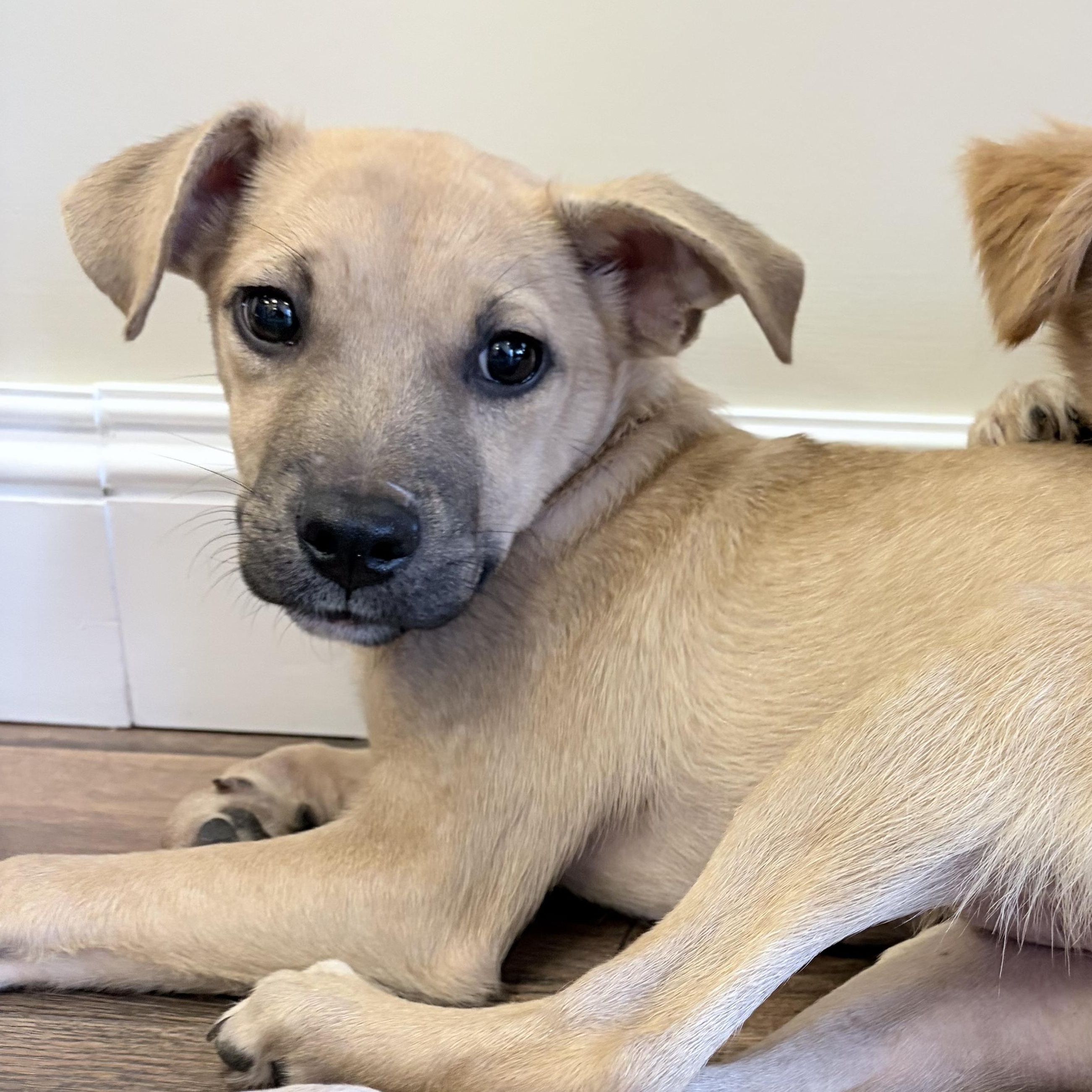 Enlarge Luther, a Adoptable mixed breed in Bellmore , NY image 2/5