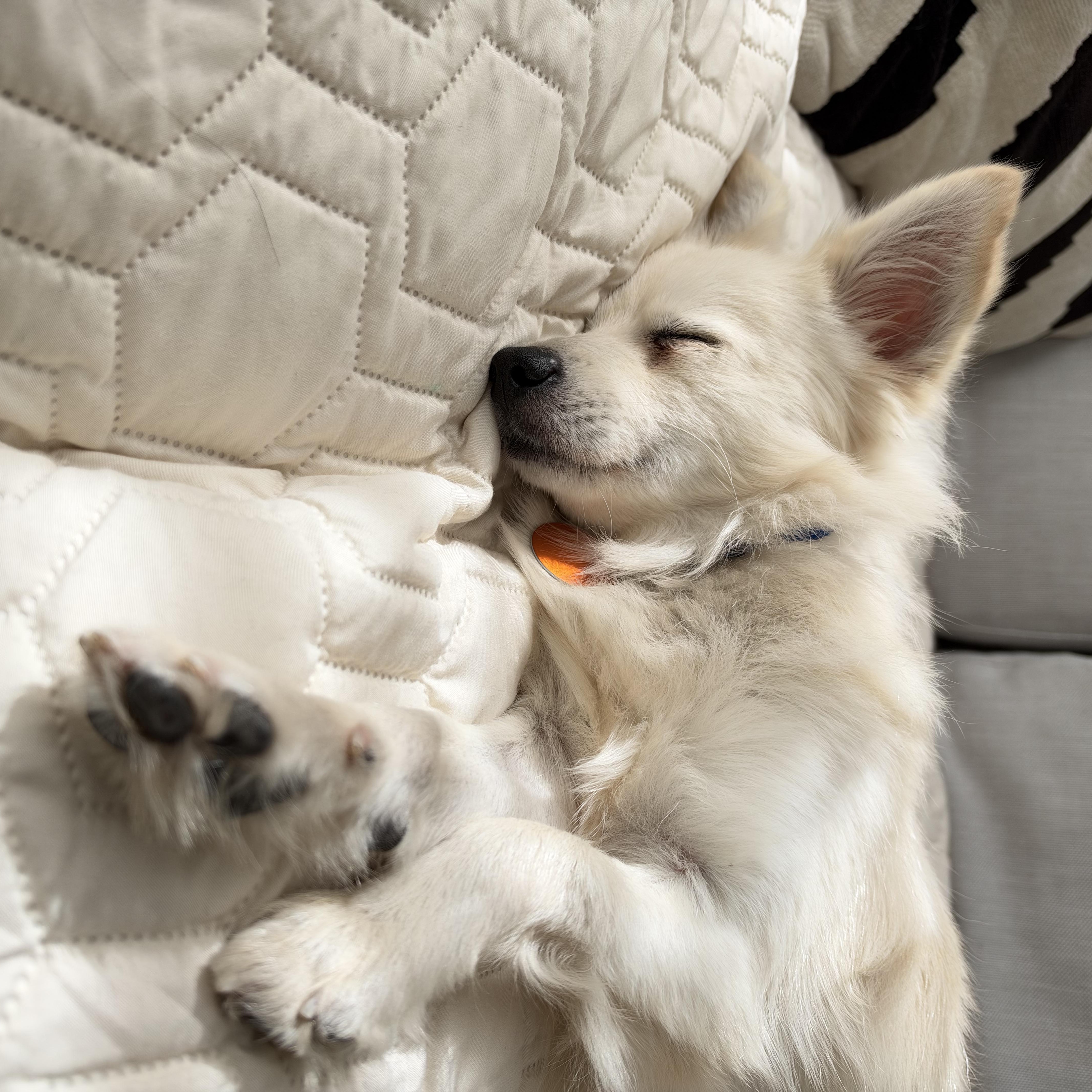 Enlarge Knotty, a Adopted Pomeranian in Brooklyn, NY image 4/6