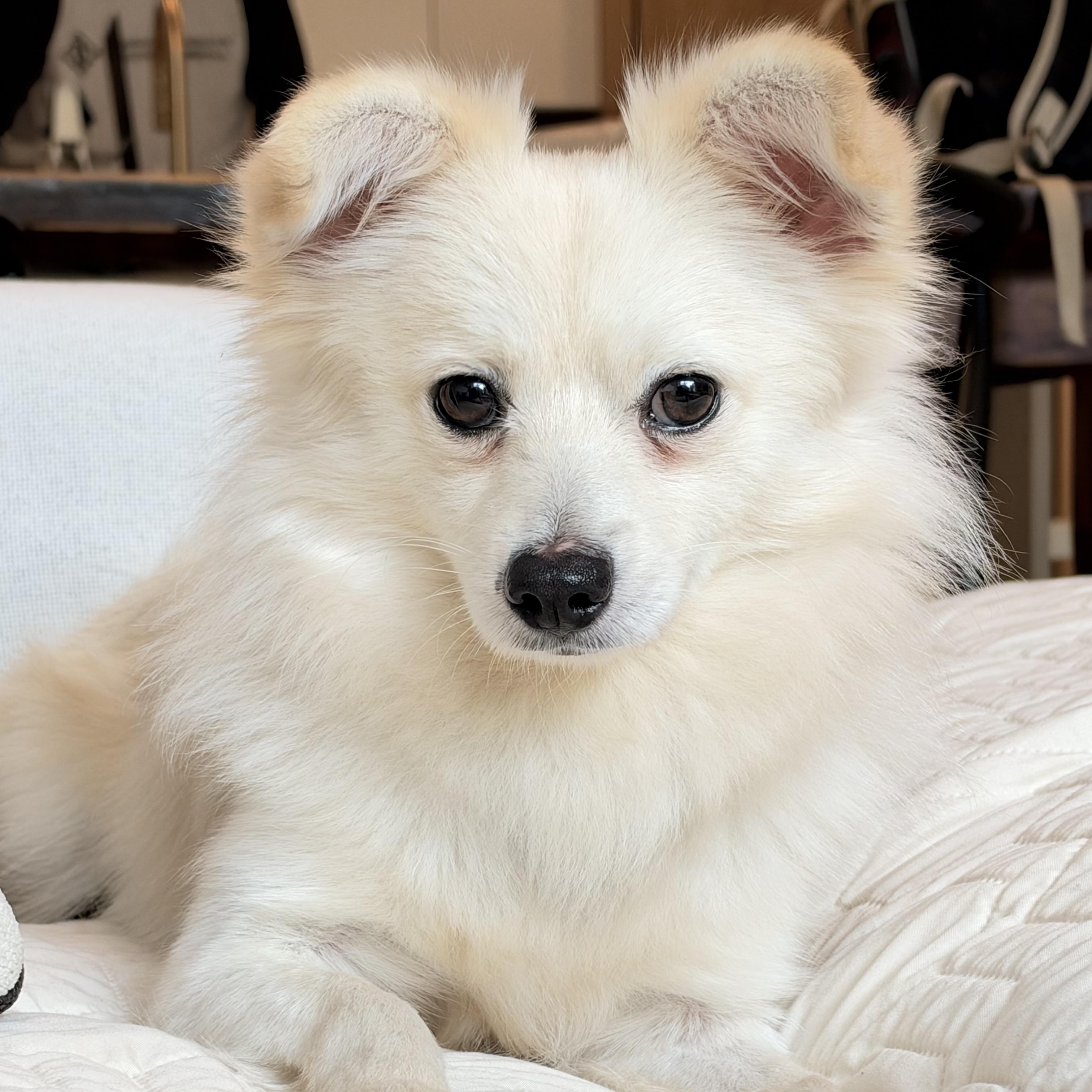 Enlarge Knotty, a Adopted Pomeranian in Brooklyn, NY image 2/6