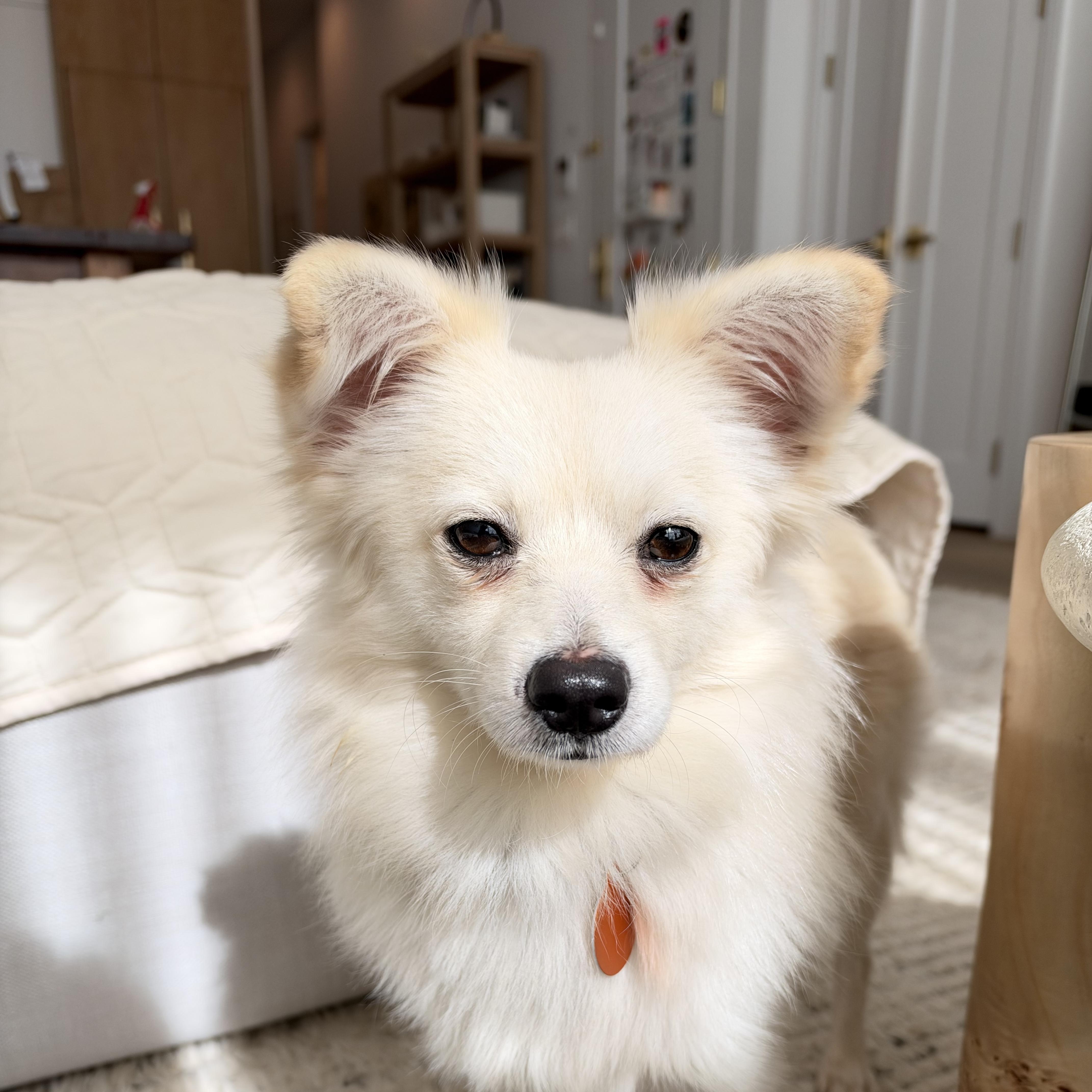 Enlarge Knotty, a Adopted Pomeranian in Brooklyn, NY image 3/6