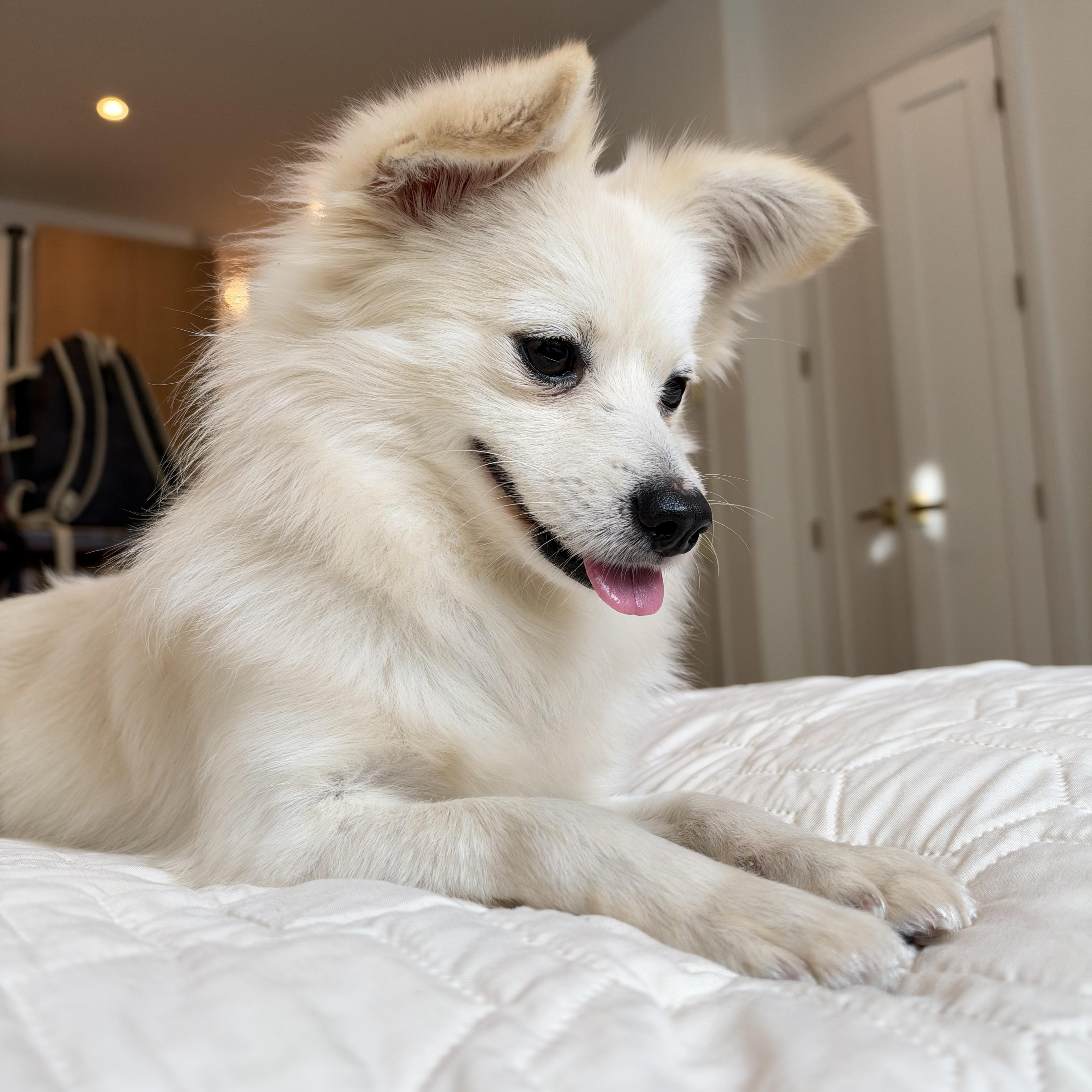 Knotty, Adopted, Adult Male Pomeranian.