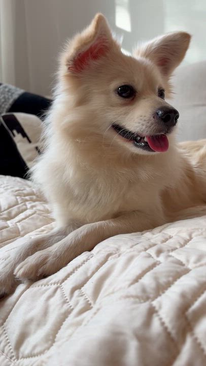 Enlarge Knotty, a Adopted Pomeranian in Brooklyn, NY video 5/6