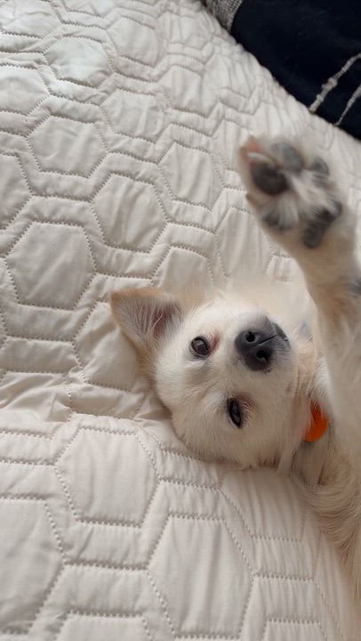 Enlarge Knotty, a Adopted Pomeranian in Brooklyn, NY video 6/6