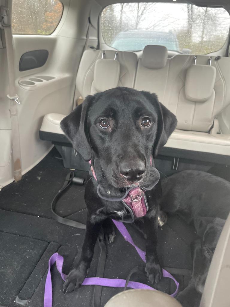 Juno (Coming Soon!), ADOPTABLE, Young Female Black Labrador Retriever.