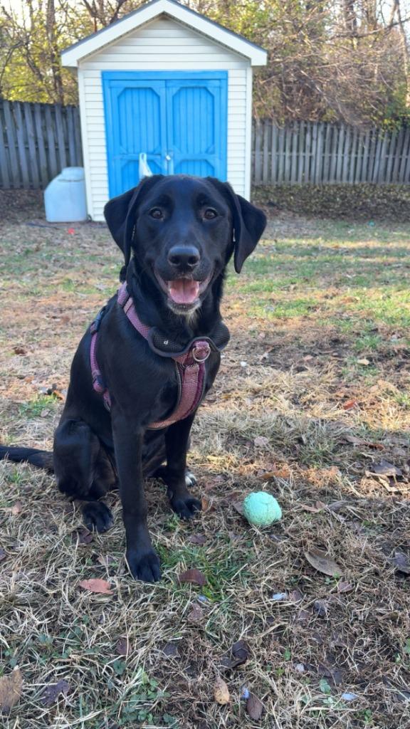 Enlarge Juno (Coming Soon!), a ADOPTABLE mixed breed in Indianapolis, IN image 2/4