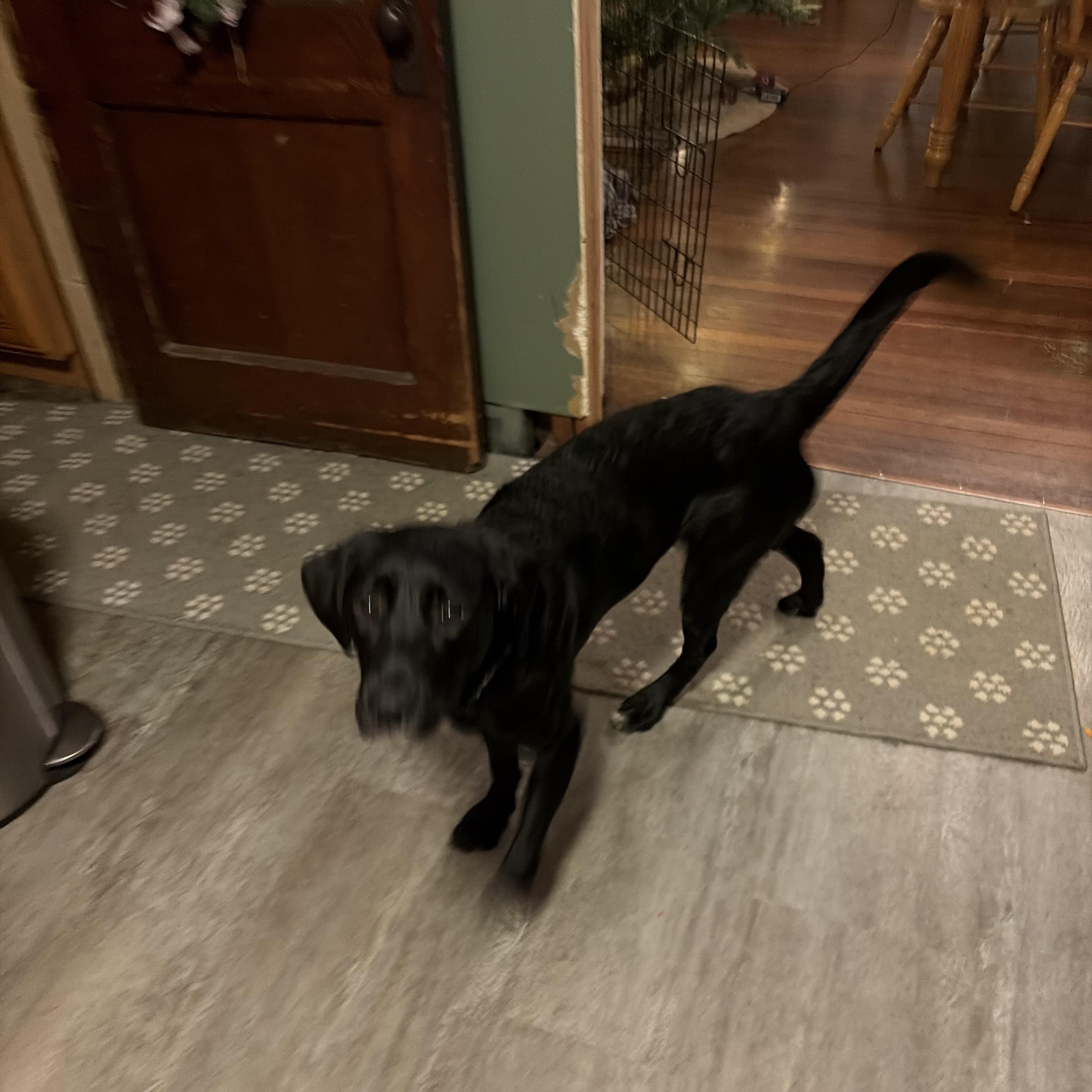 Enlarge Juno (Coming Soon!), a ADOPTABLE mixed breed in Indianapolis, IN image 4/4