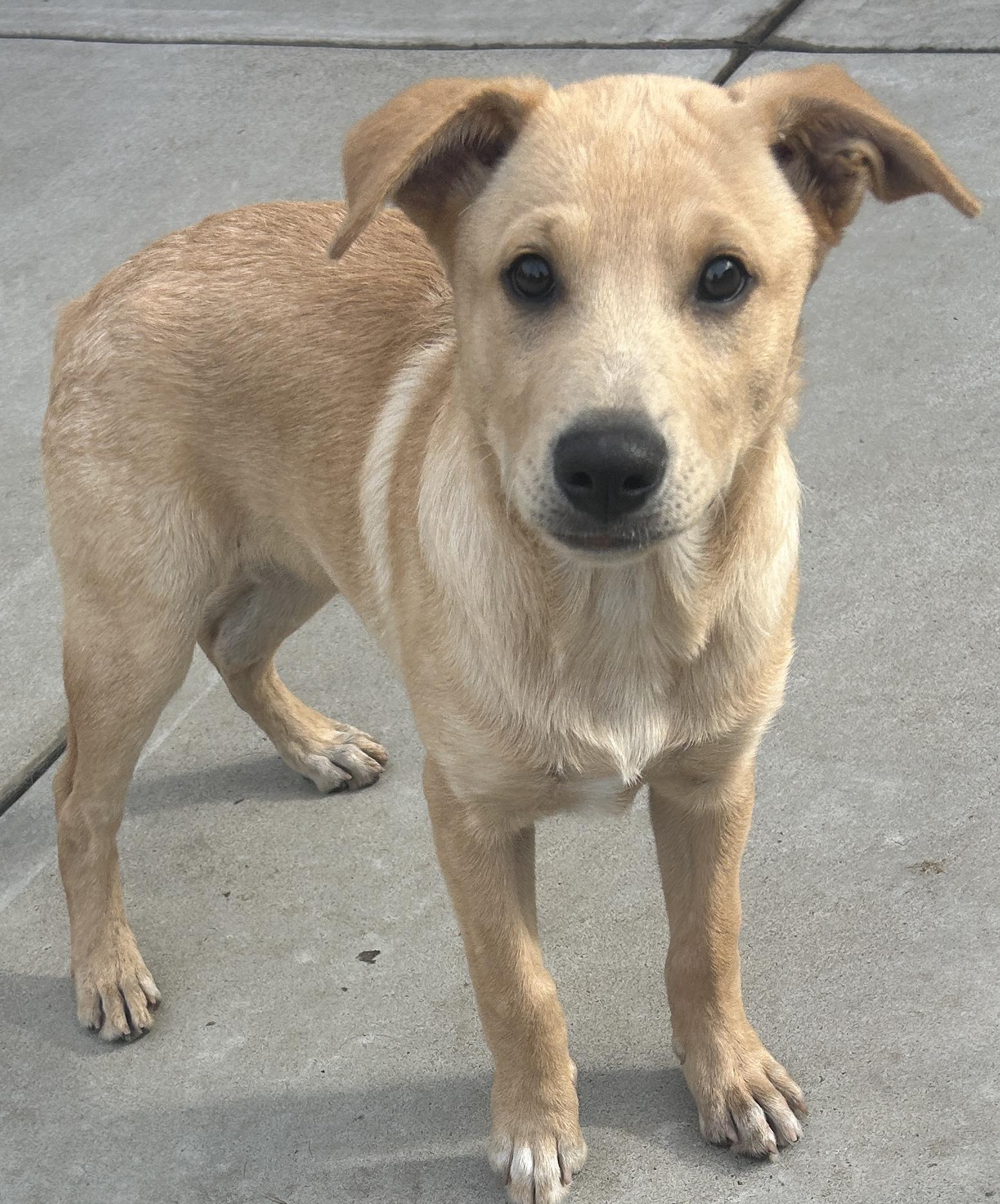 Enlarge TIM, a ADOPTABLE mixed breed in El Cajon, CA image 4/6