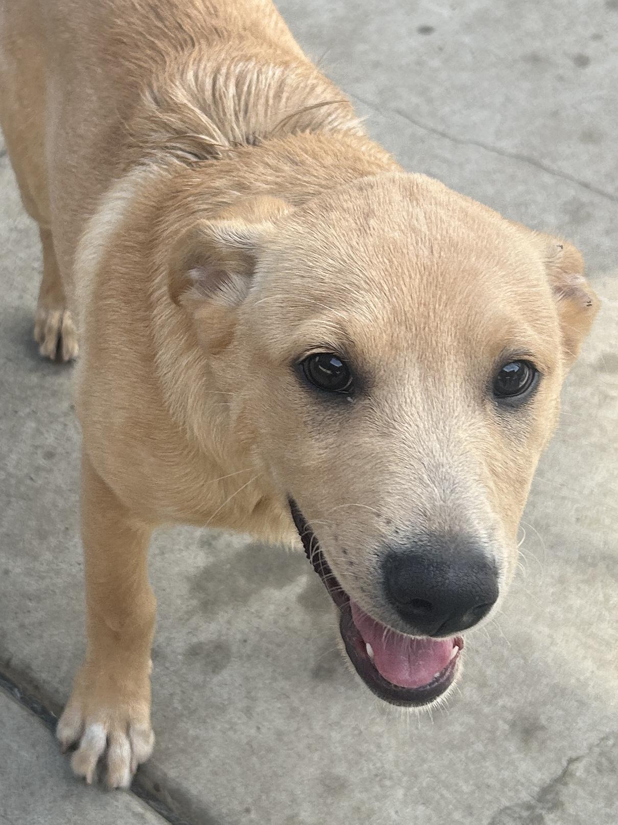 Enlarge TIM, a ADOPTABLE mixed breed in El Cajon, CA image 3/6