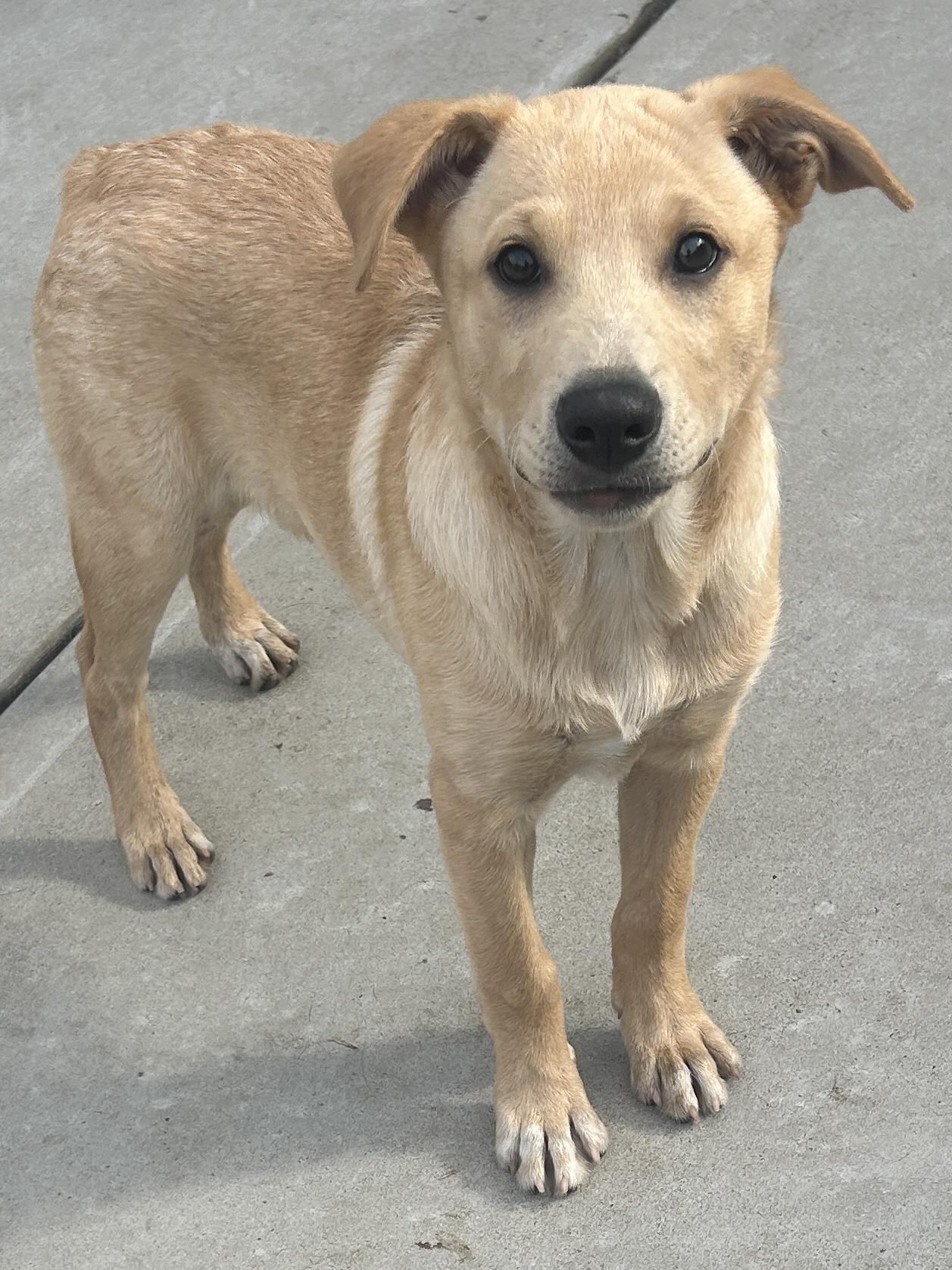 Enlarge TIM, a ADOPTABLE mixed breed in El Cajon, CA image 2/6