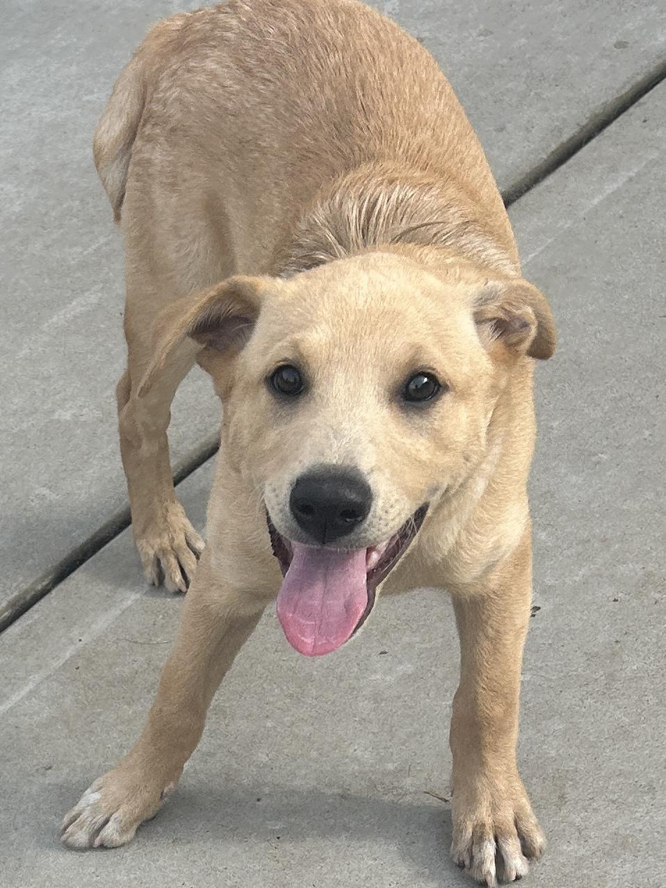 Enlarge TIM, a ADOPTABLE mixed breed in El Cajon, CA image 5/6