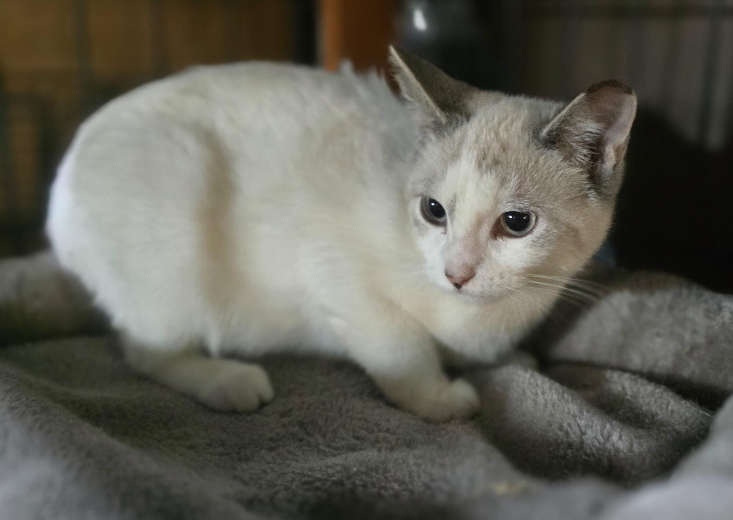 Enlarge "Elsa" (let it go, let it go, cant hold it back anymore, if you want a kitty you adore), a Adoptable mixed breed in Elizabeth, PA image 5/6