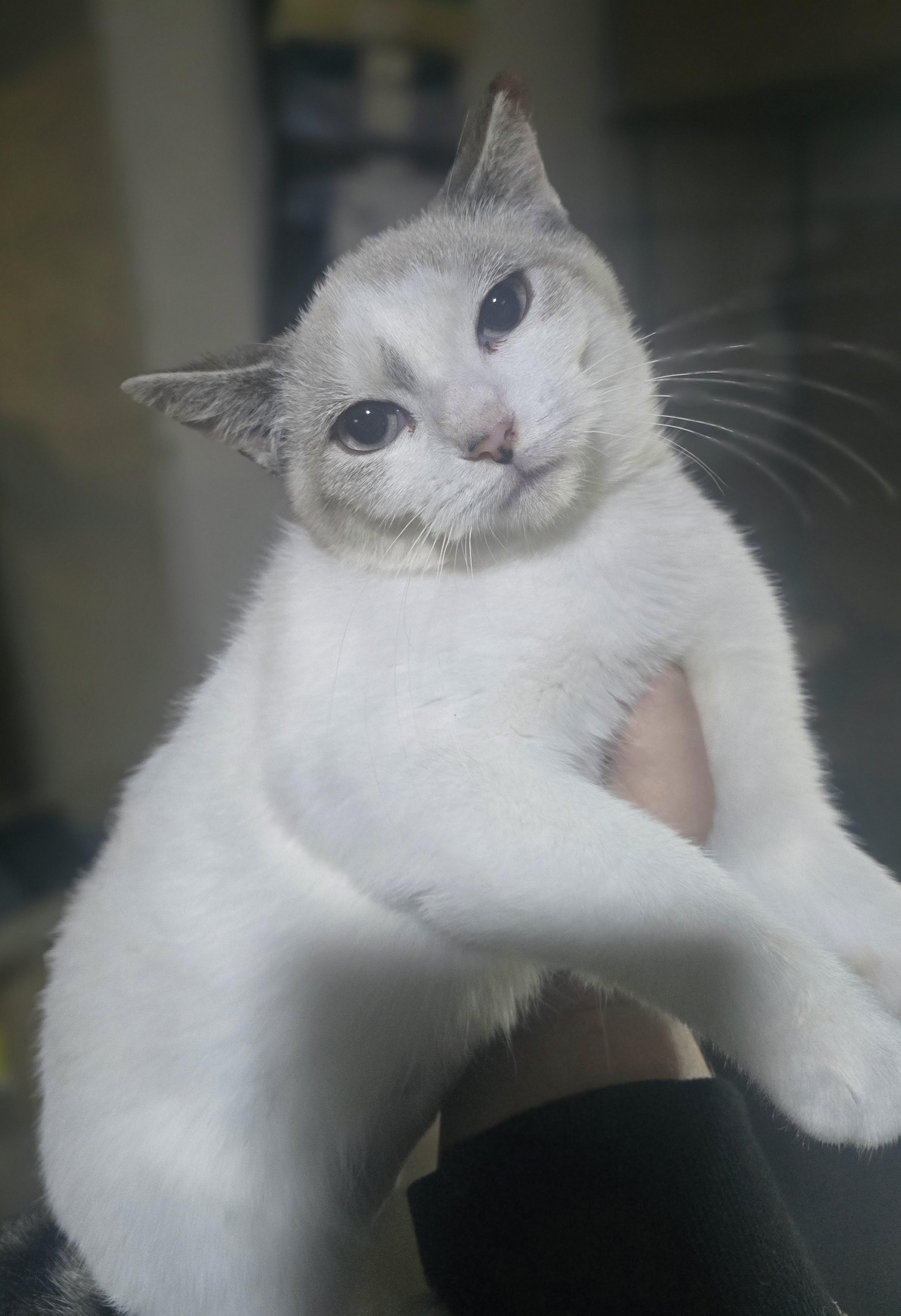 Enlarge "Elsa" (let it go, let it go, cant hold it back anymore, if you want a kitty you adore), a Adoptable mixed breed in Elizabeth, PA image 2/6