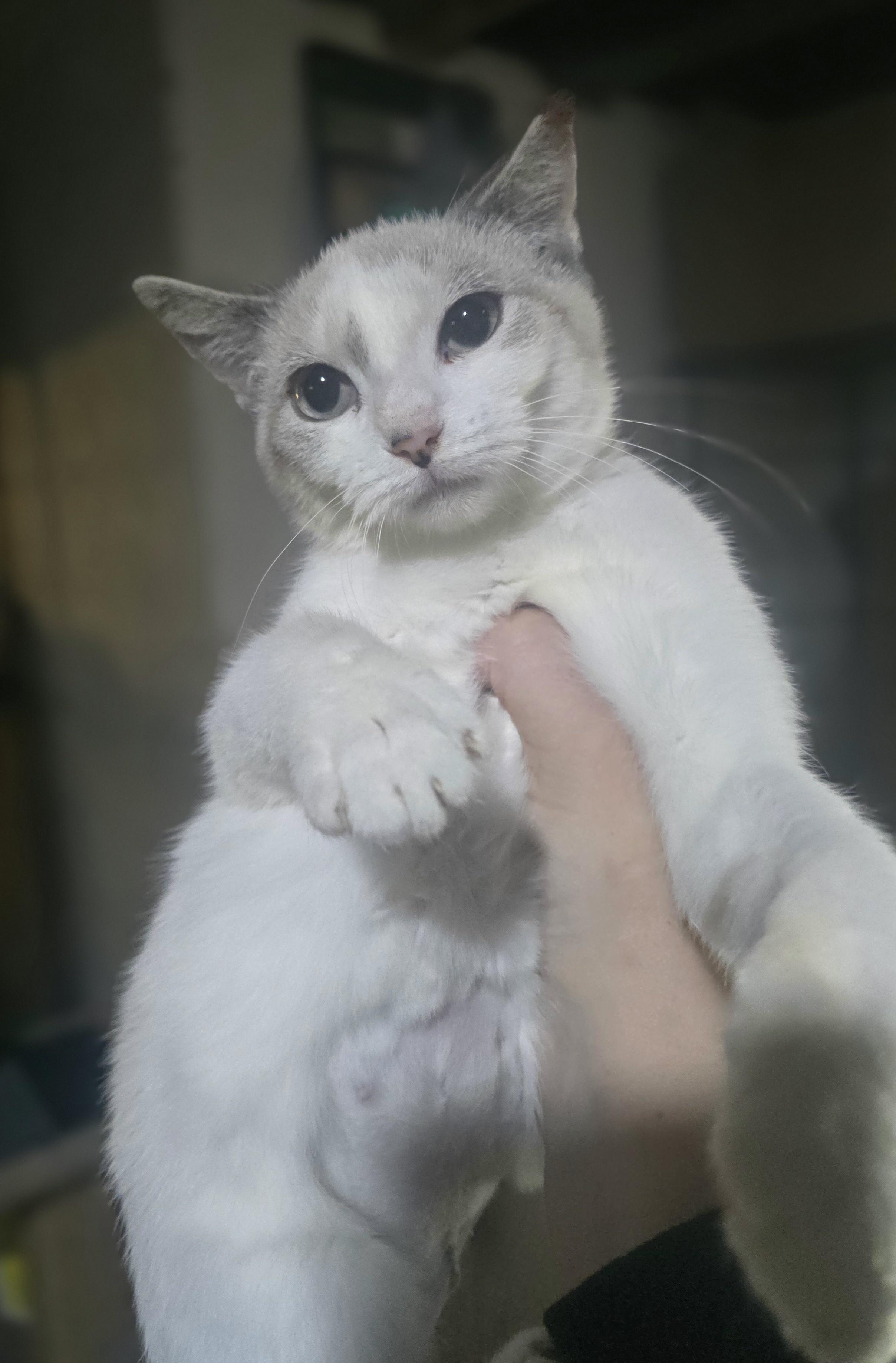 "Elsa" (let it go, let it go, cant hold it back anymore, if you want a kitty you adore), Adoptable, Kitten Female Siamese & Domestic Short Hair.