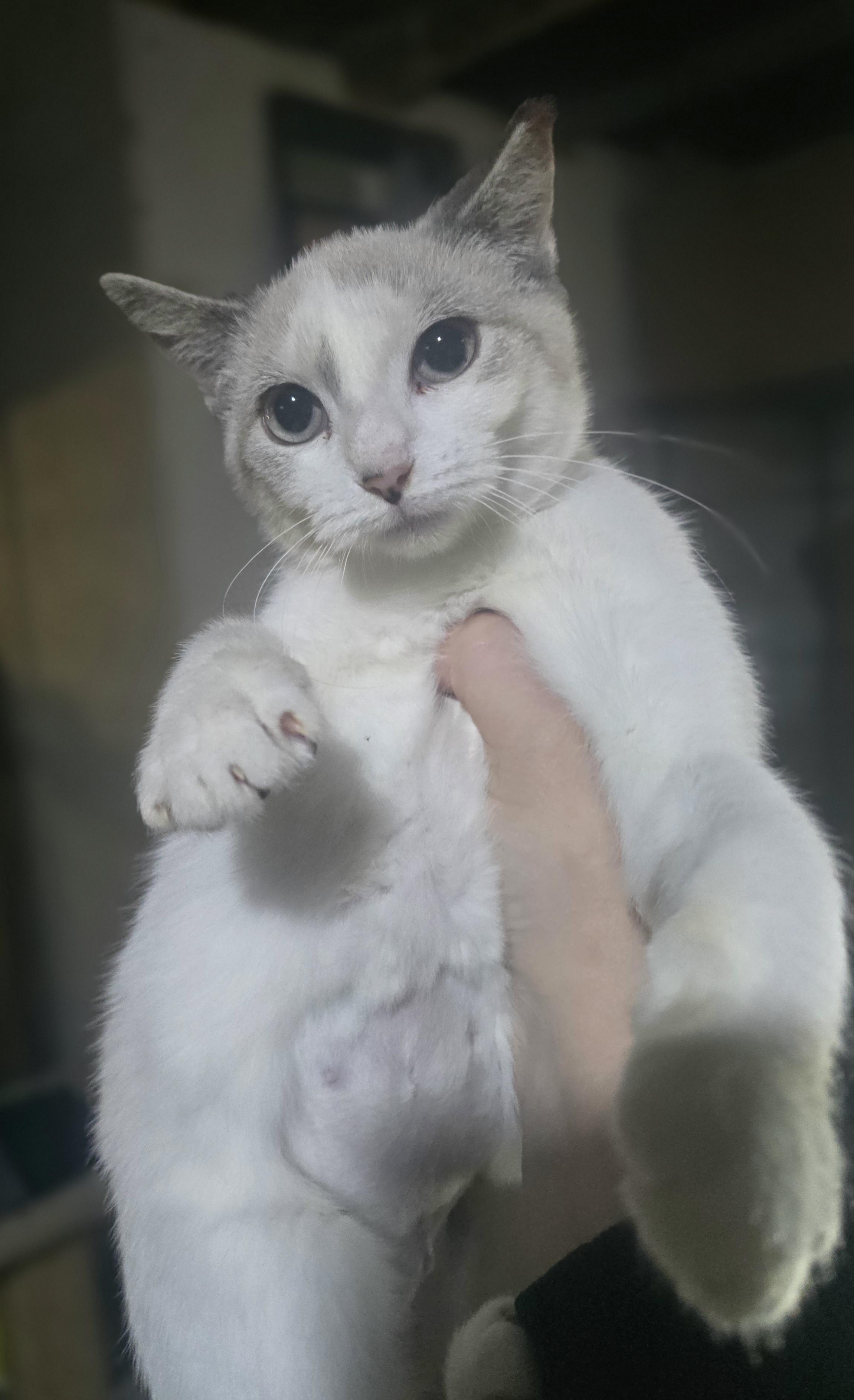 Enlarge "Elsa" (let it go, let it go, cant hold it back anymore, if you want a kitty you adore), a Adoptable mixed breed in Elizabeth, PA image 3/6
