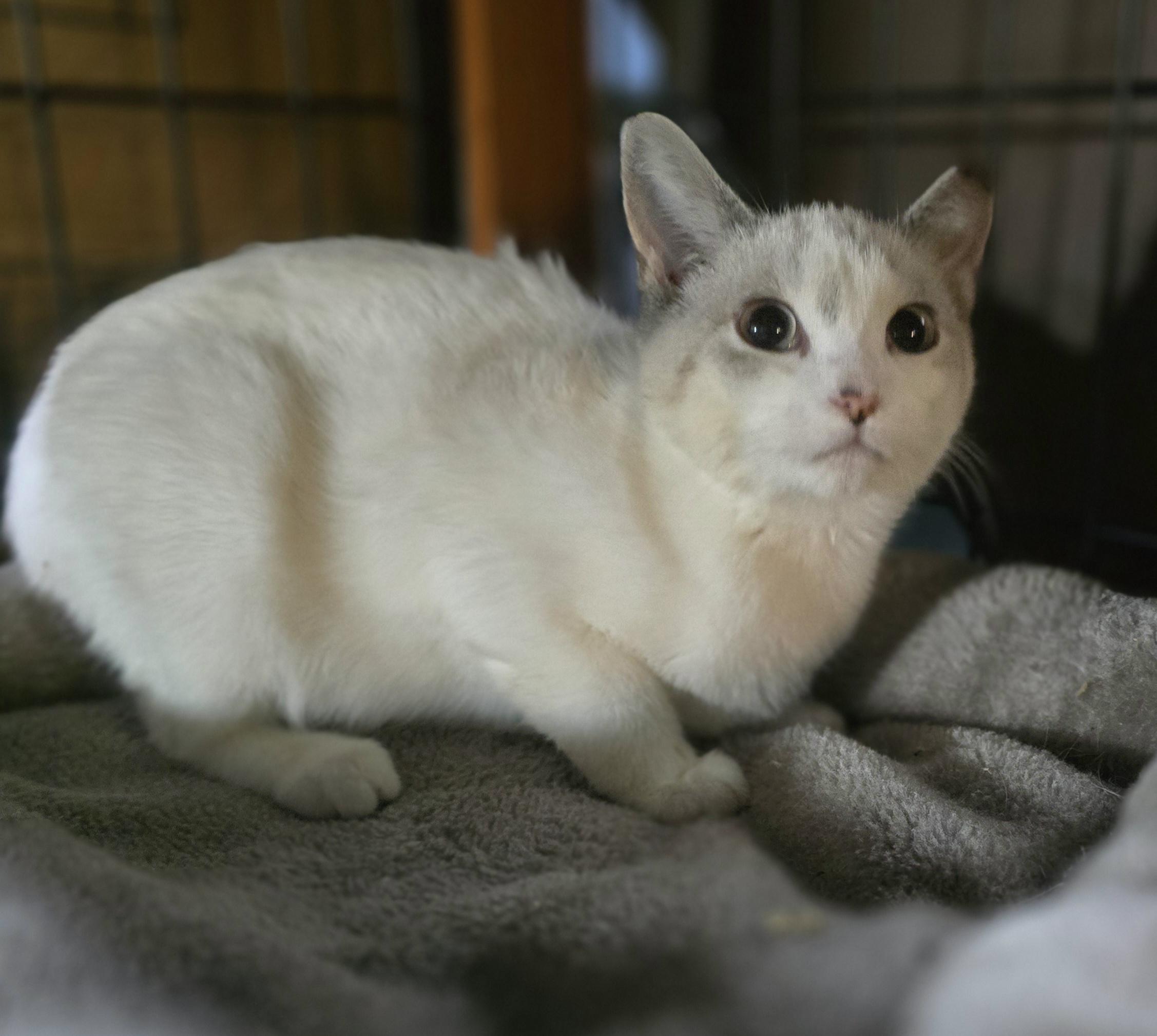 Enlarge "Elsa" (let it go, let it go, cant hold it back anymore, if you want a kitty you adore), a Adoptable mixed breed in Elizabeth, PA image 6/6