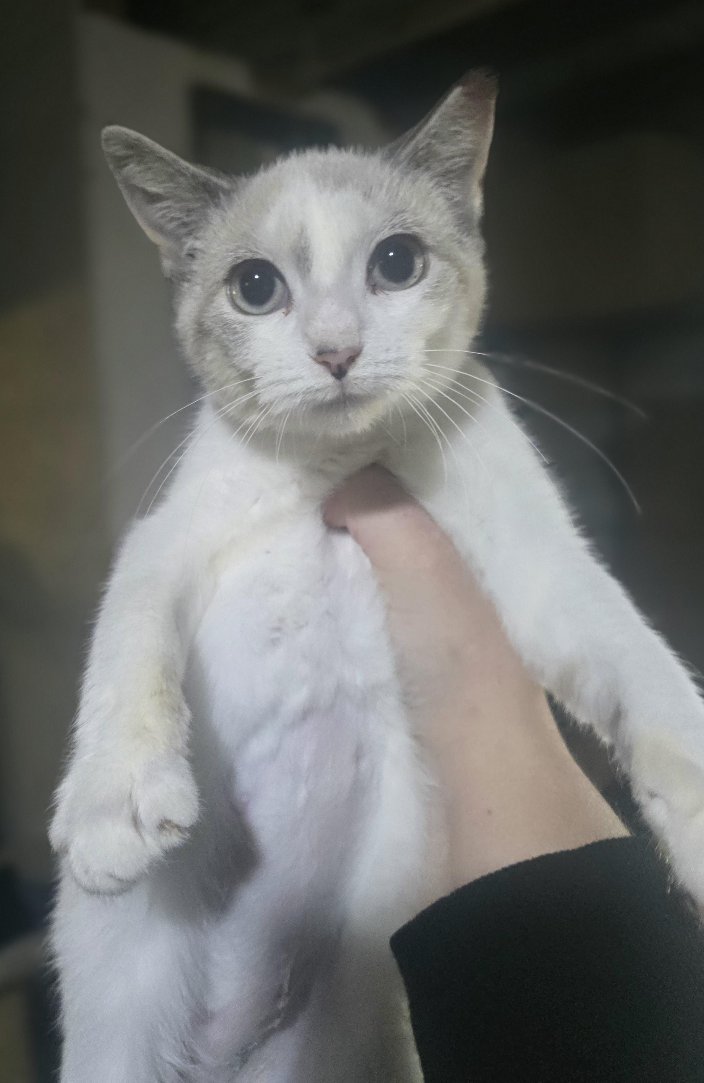 Enlarge "Elsa" (let it go, let it go, cant hold it back anymore, if you want a kitty you adore), a Adoptable mixed breed in Elizabeth, PA image 4/6
