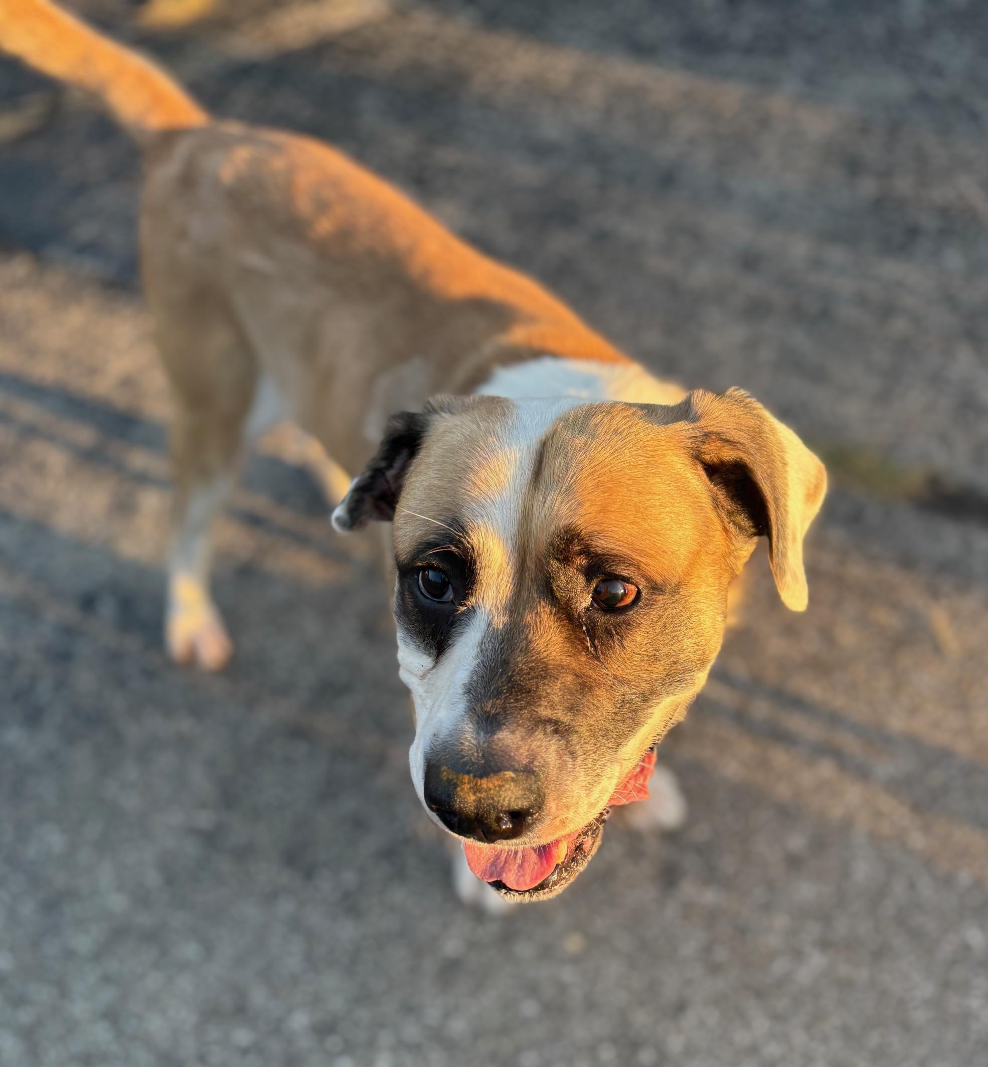 Enlarge Apollo, a Adopted mixed breed in Oak Park, MI image 5/6