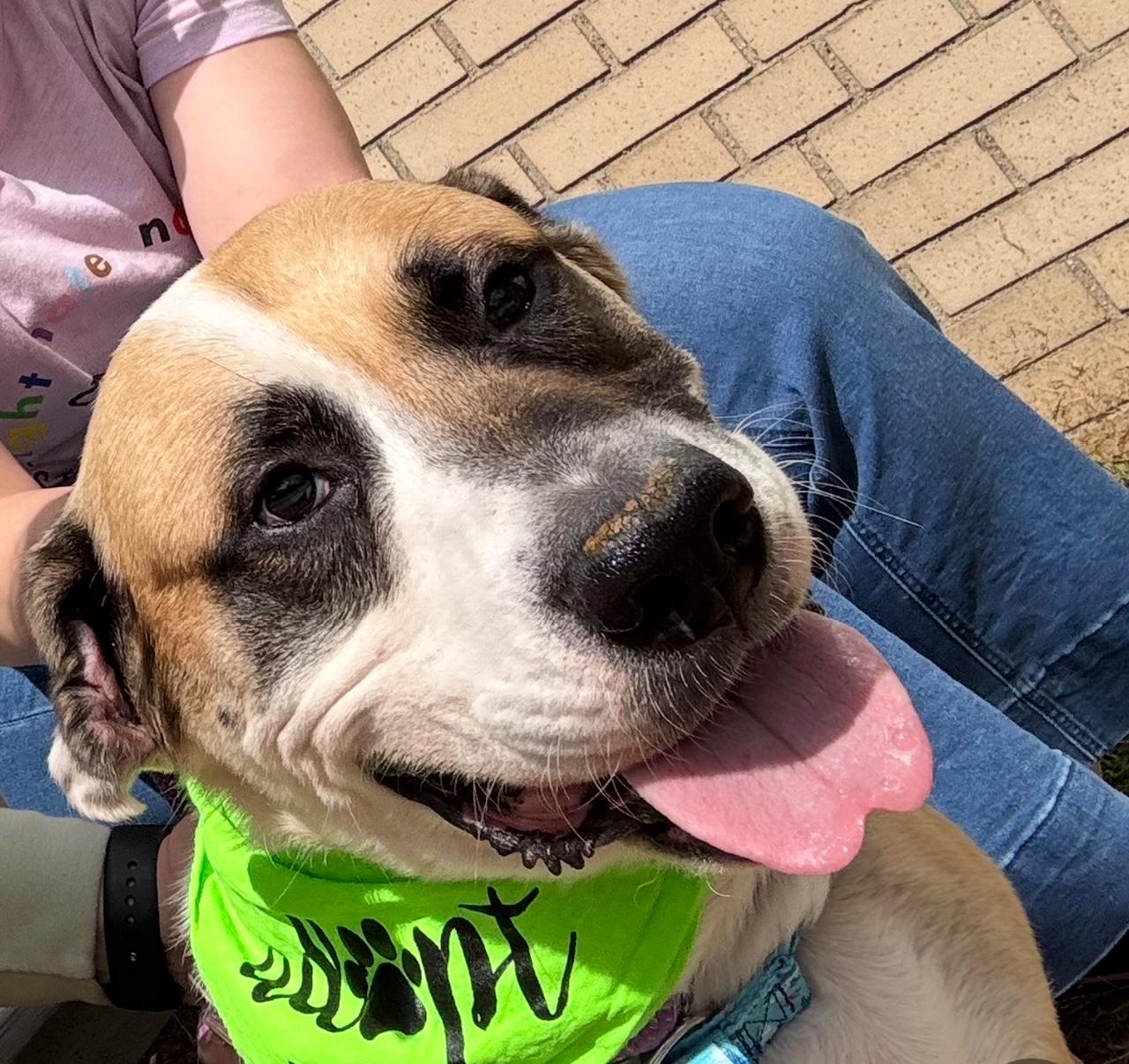 Enlarge Apollo, a Adopted mixed breed in Oak Park, MI image 3/6