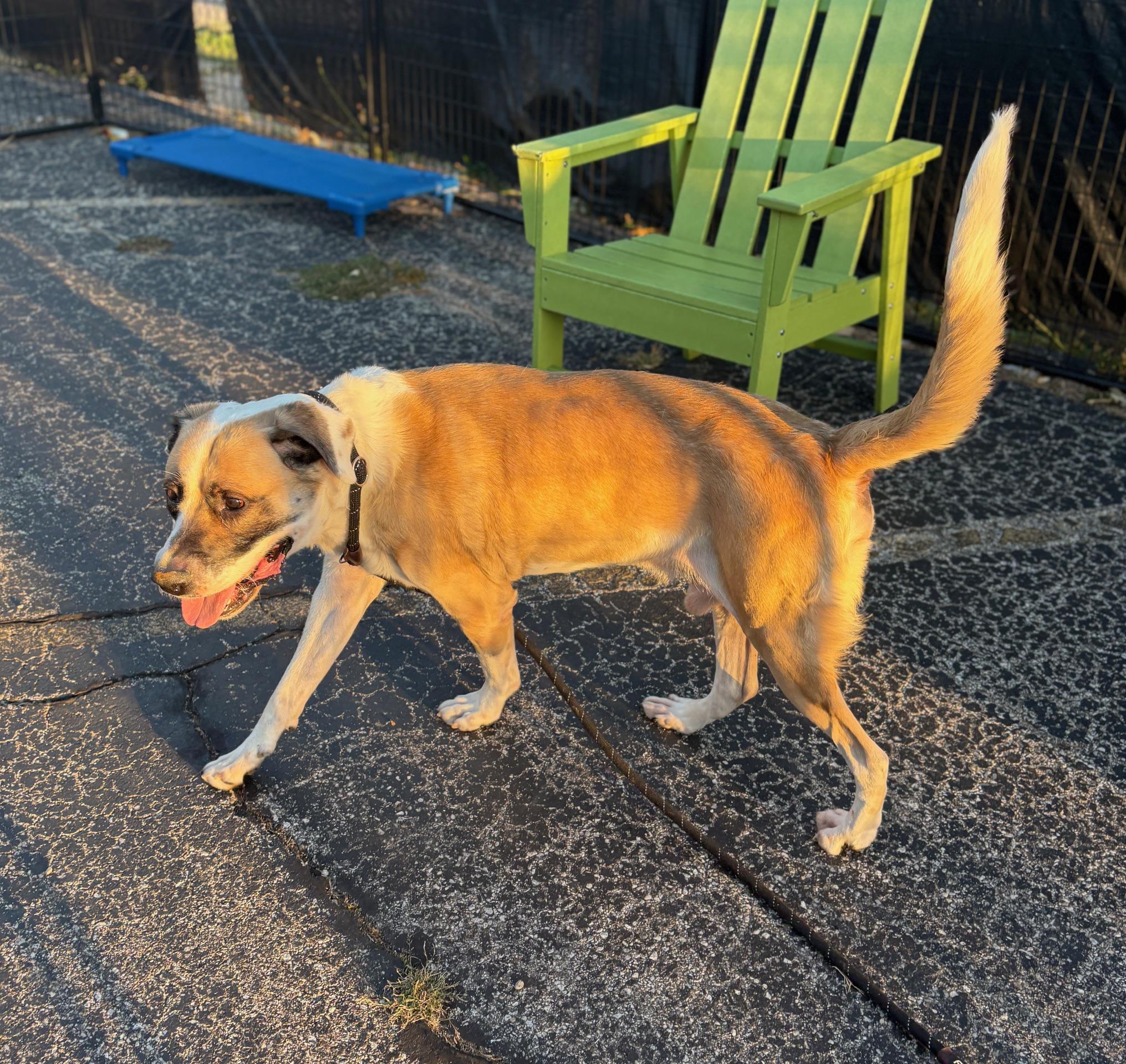 Enlarge Apollo, a Adopted mixed breed in Oak Park, MI image 4/6