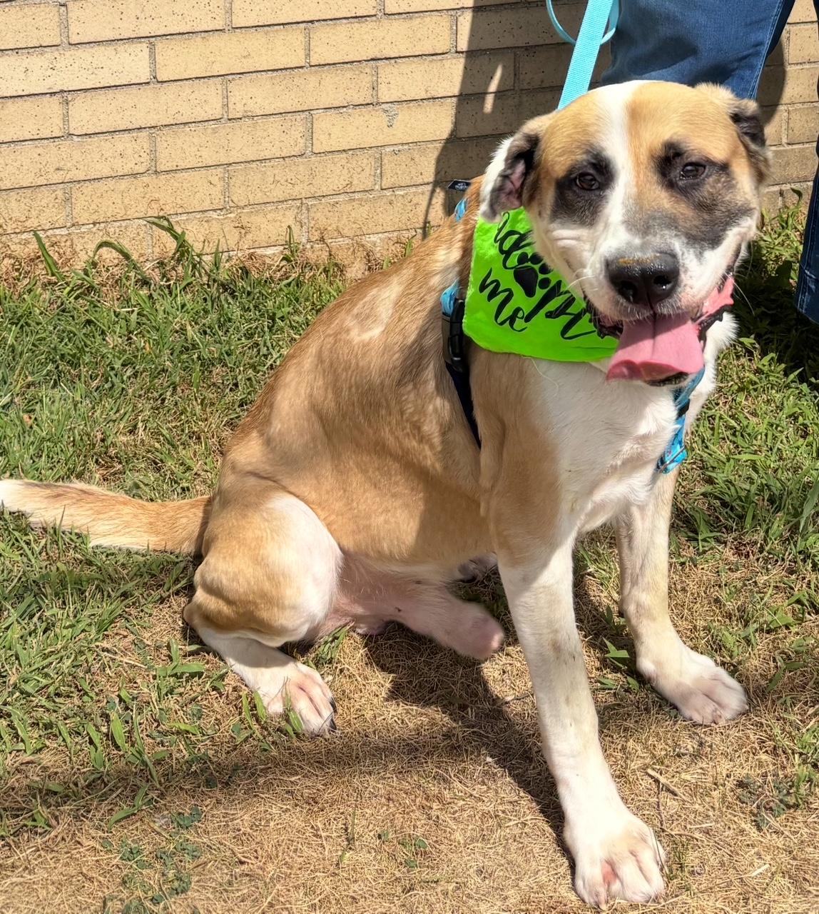 Enlarge Apollo, a Adopted mixed breed in Oak Park, MI image 2/6