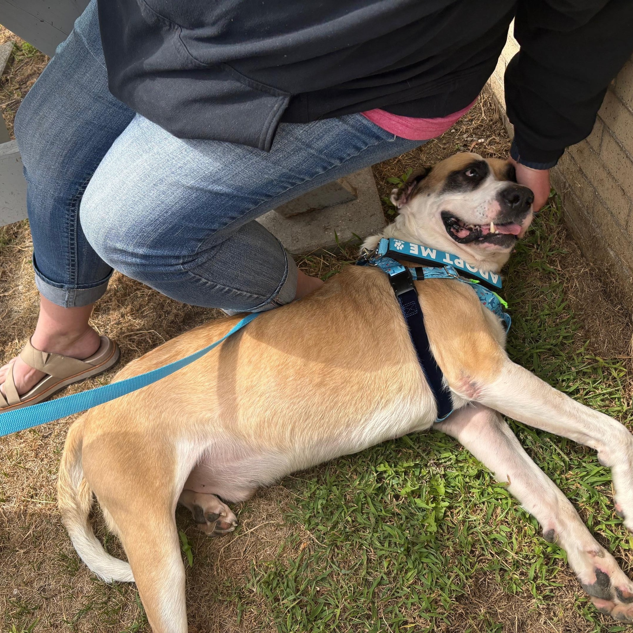 Enlarge Apollo, a Adopted mixed breed in Oak Park, MI image 6/6
