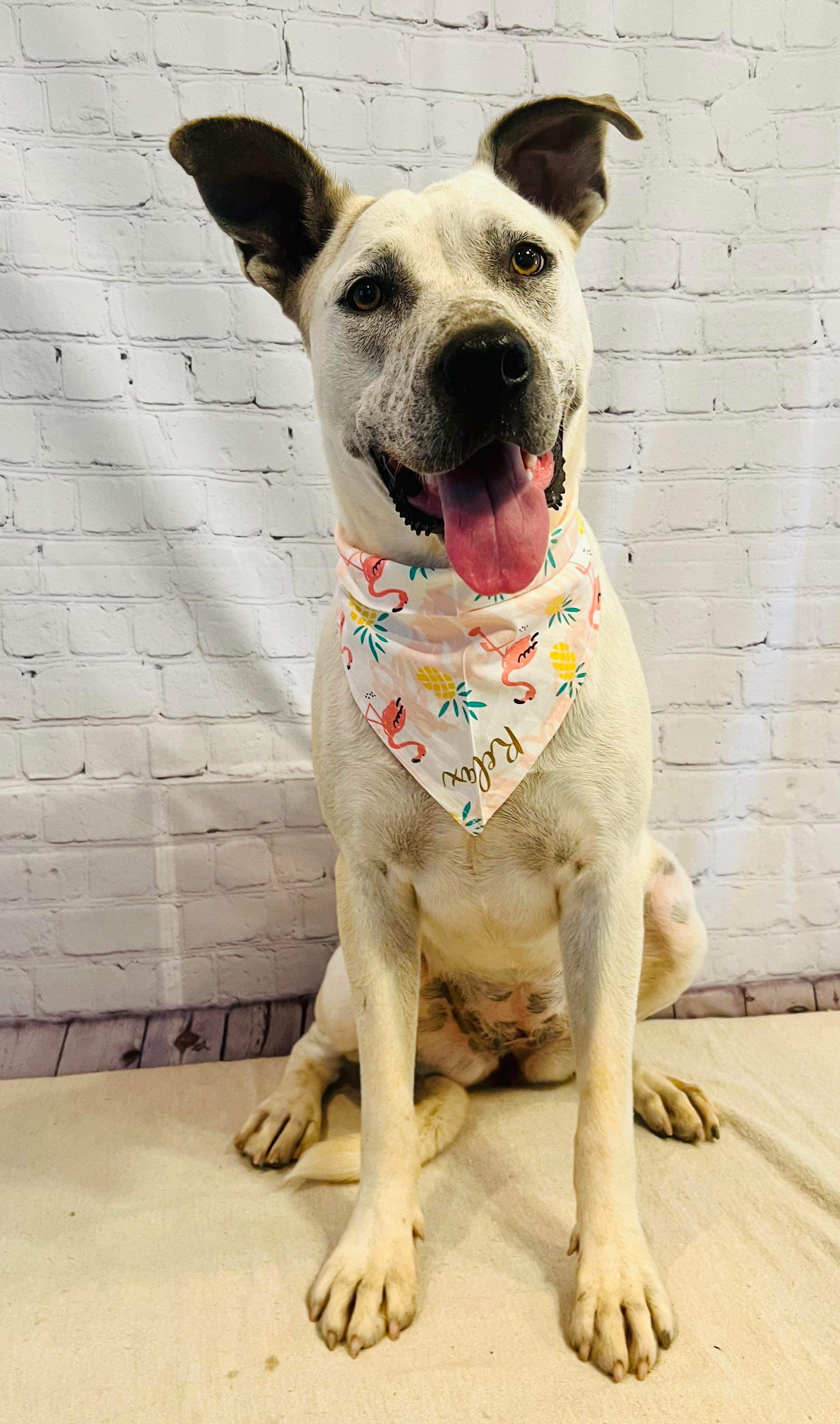 Sally, Adoptable, Adult Female Shepherd.