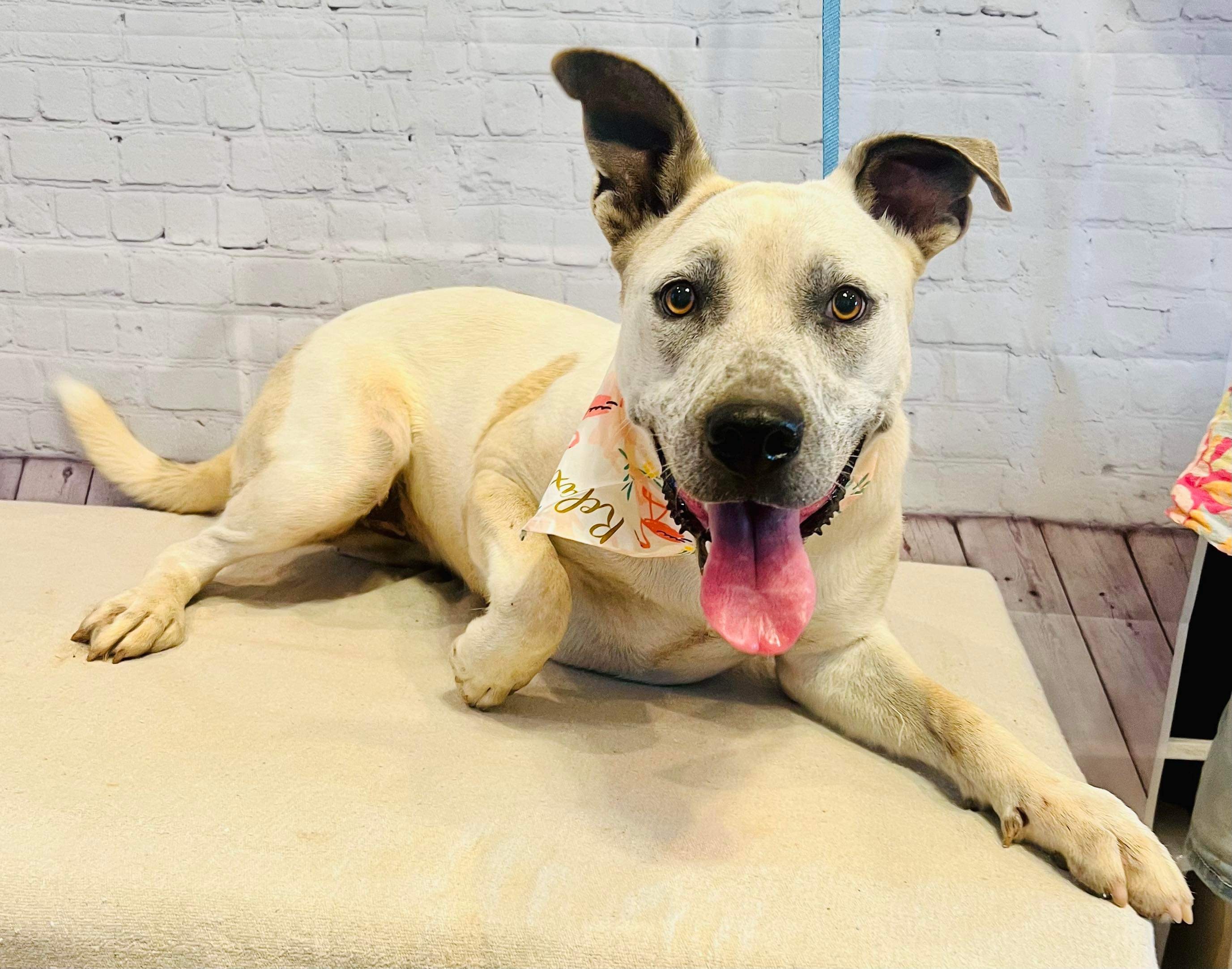 Sally, a Adoptable mixed breed in Seattle, WA image 2/2